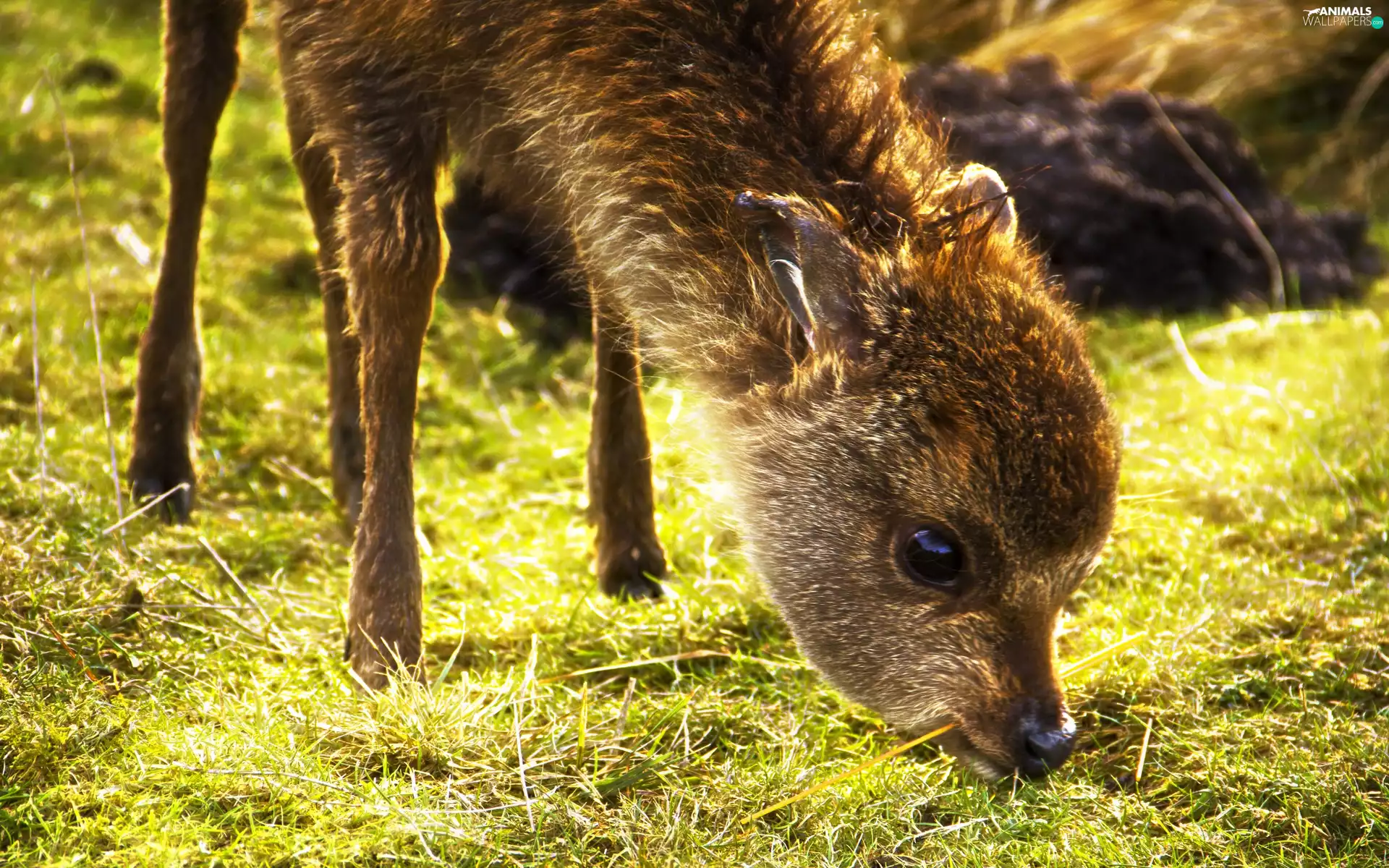 grass, small, fawn