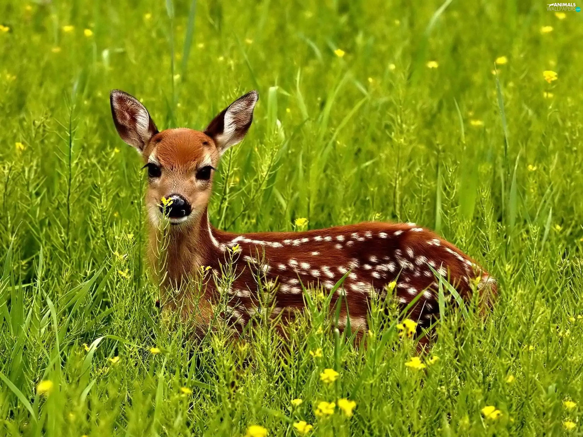 grass, young, fawn