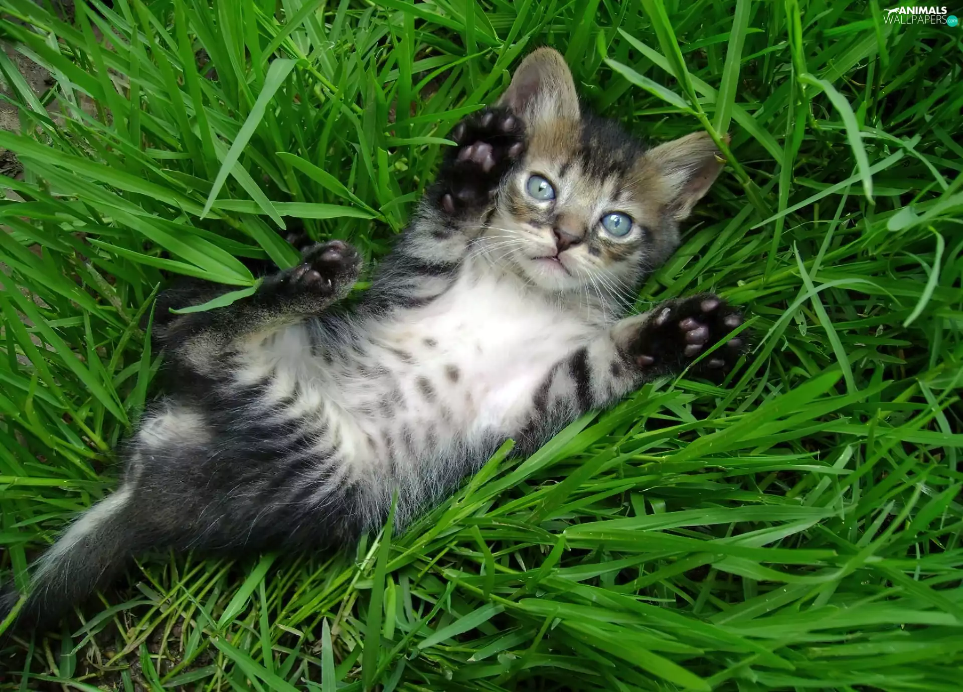 grass, cat, feet