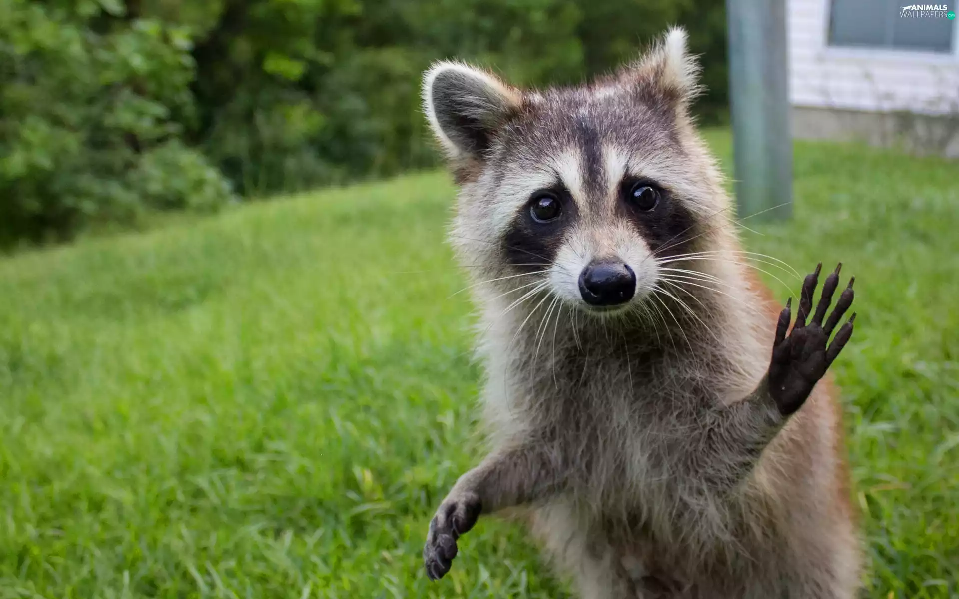 grass, raccoon, feet