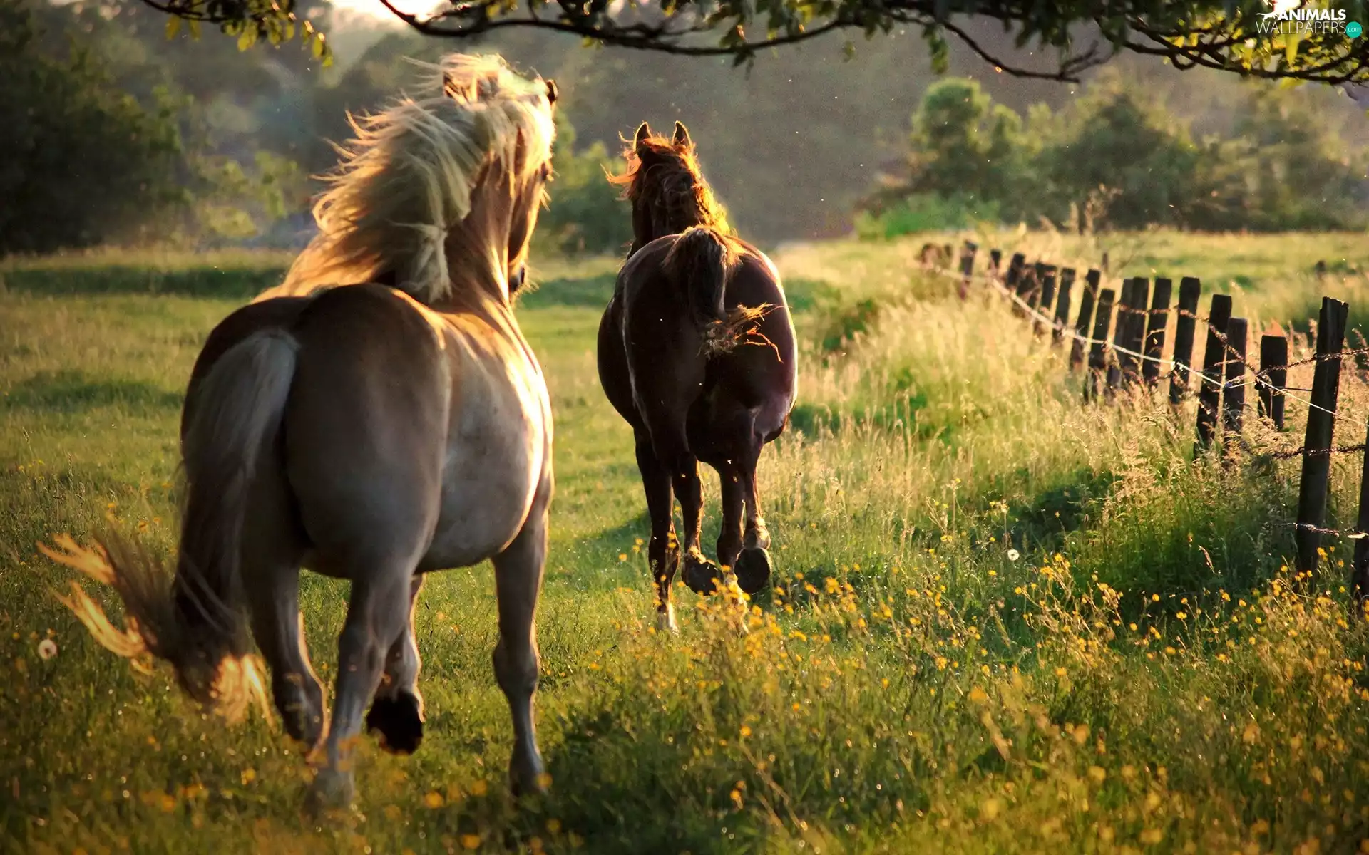 grass, bloodstock, fence