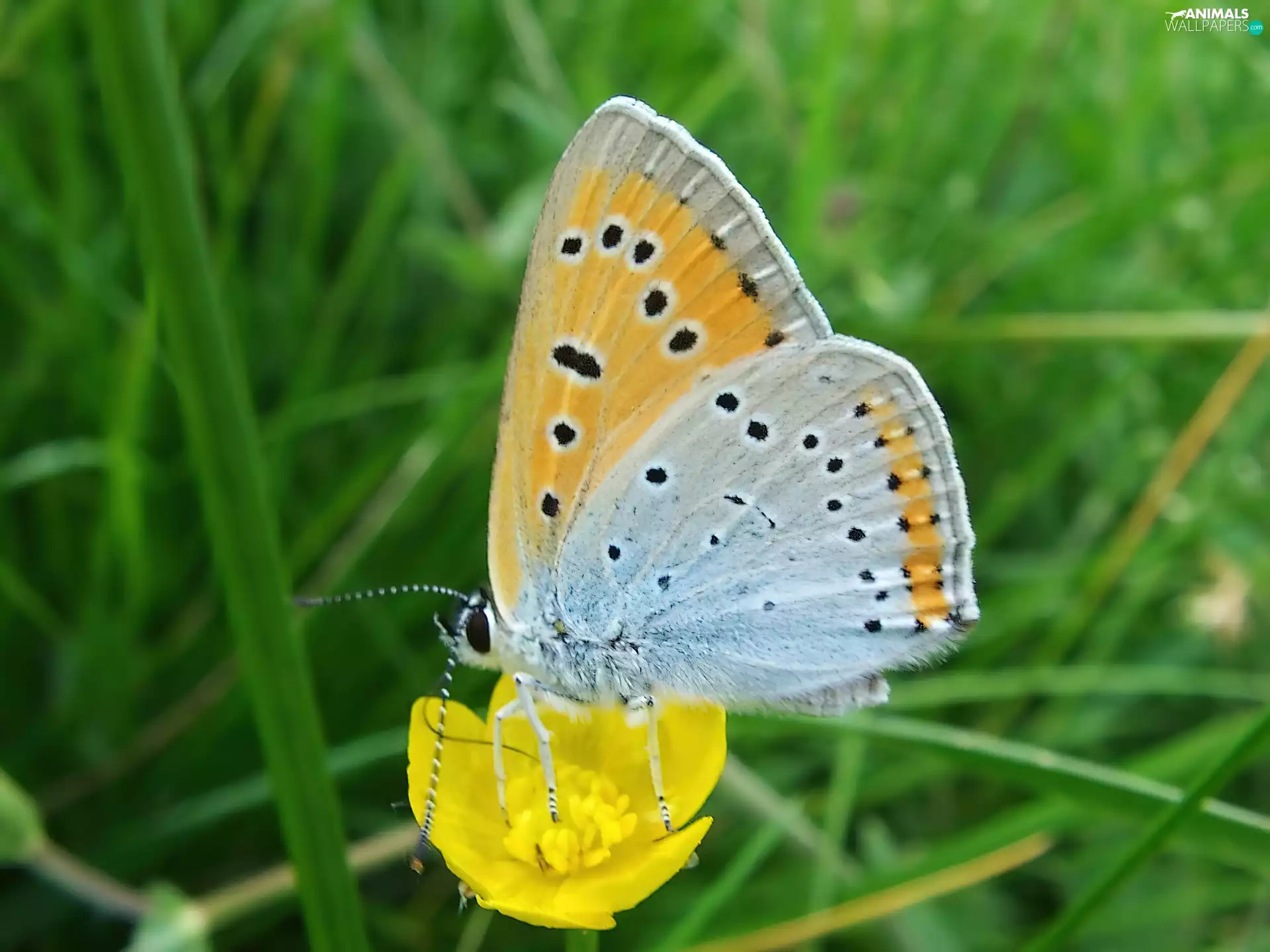 grass, Lycaena, Flower