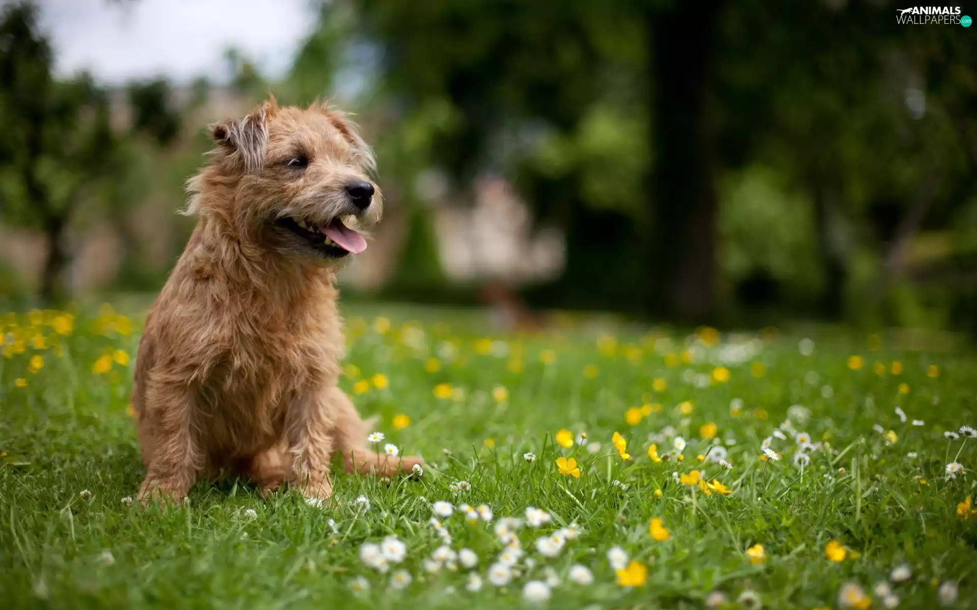 Flowers, little dog, grass