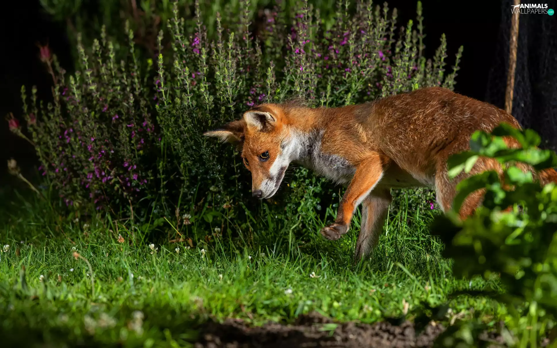 grass, Fox, Flowers