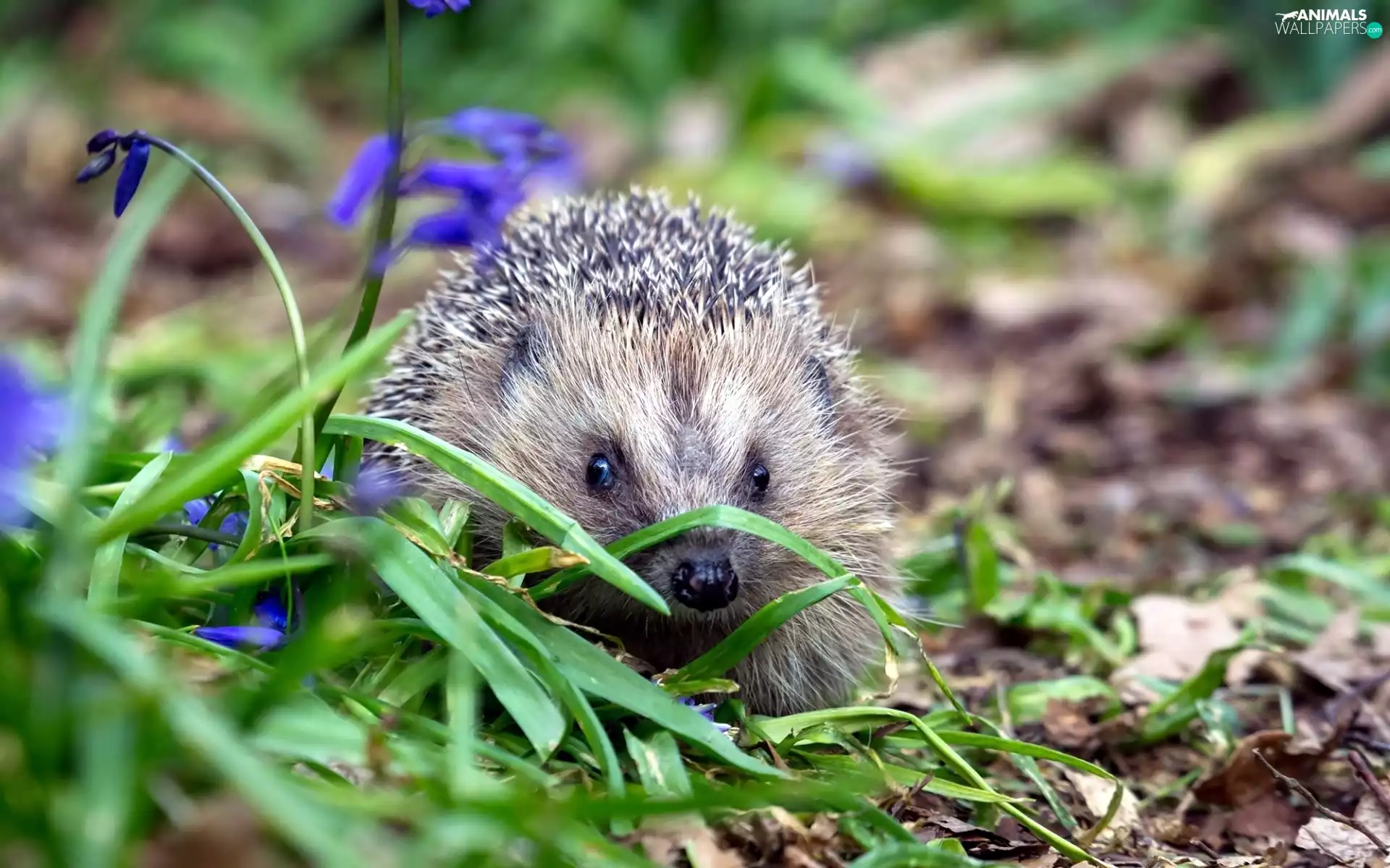 grass, hedgehog, Flowers