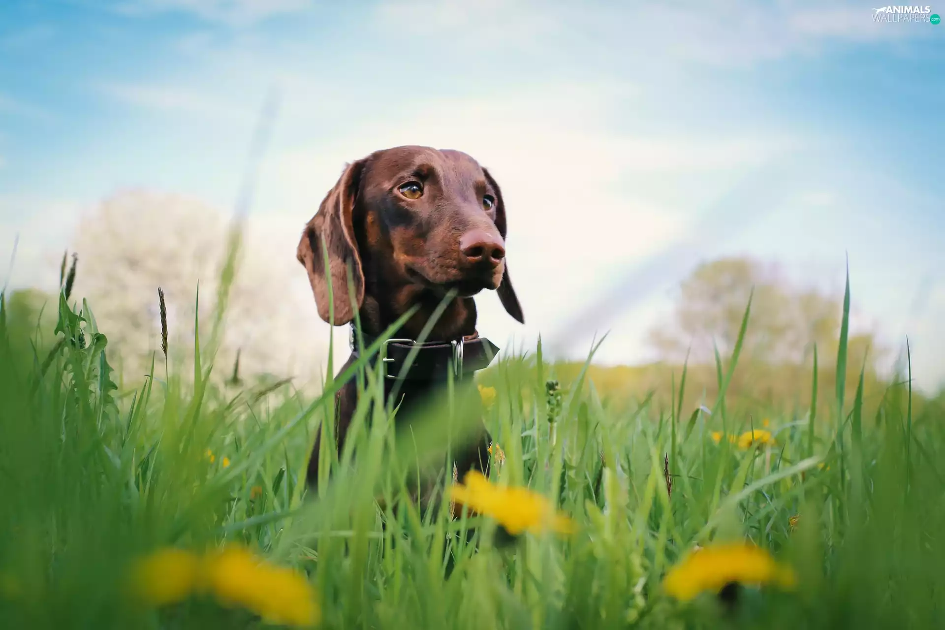 dog, grass, Flowers, Dachshund Shorthair