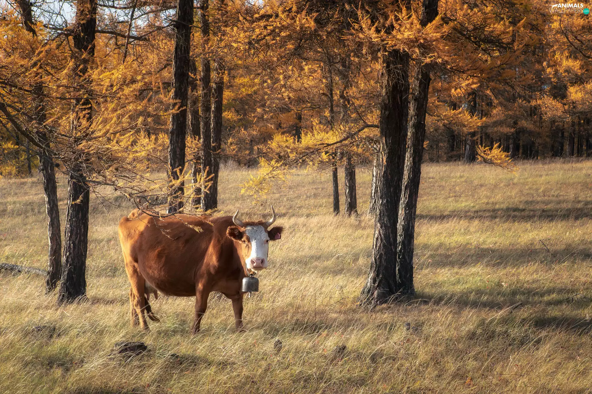 viewes, grass, forest, trees, Cow