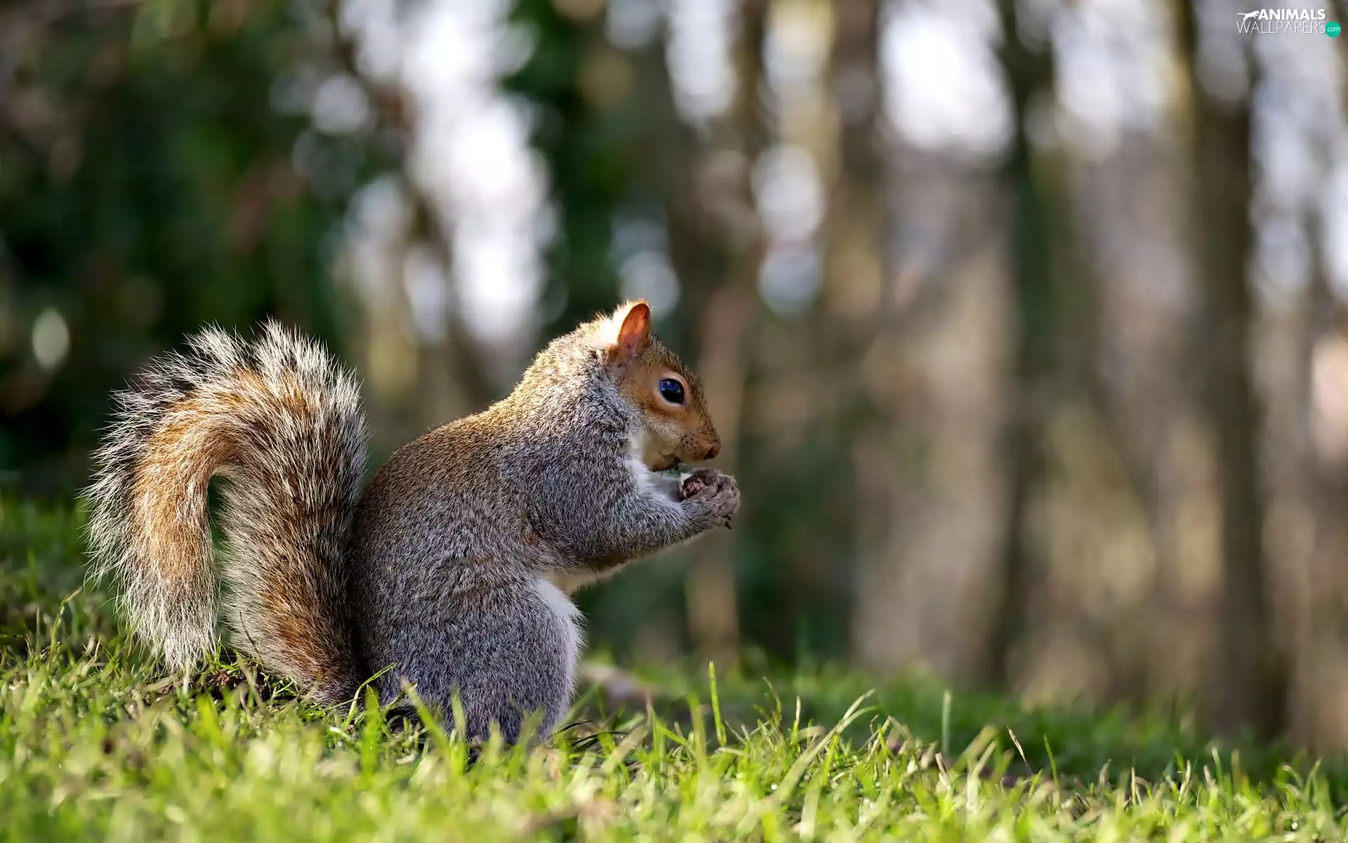 grass, squirrel, forest