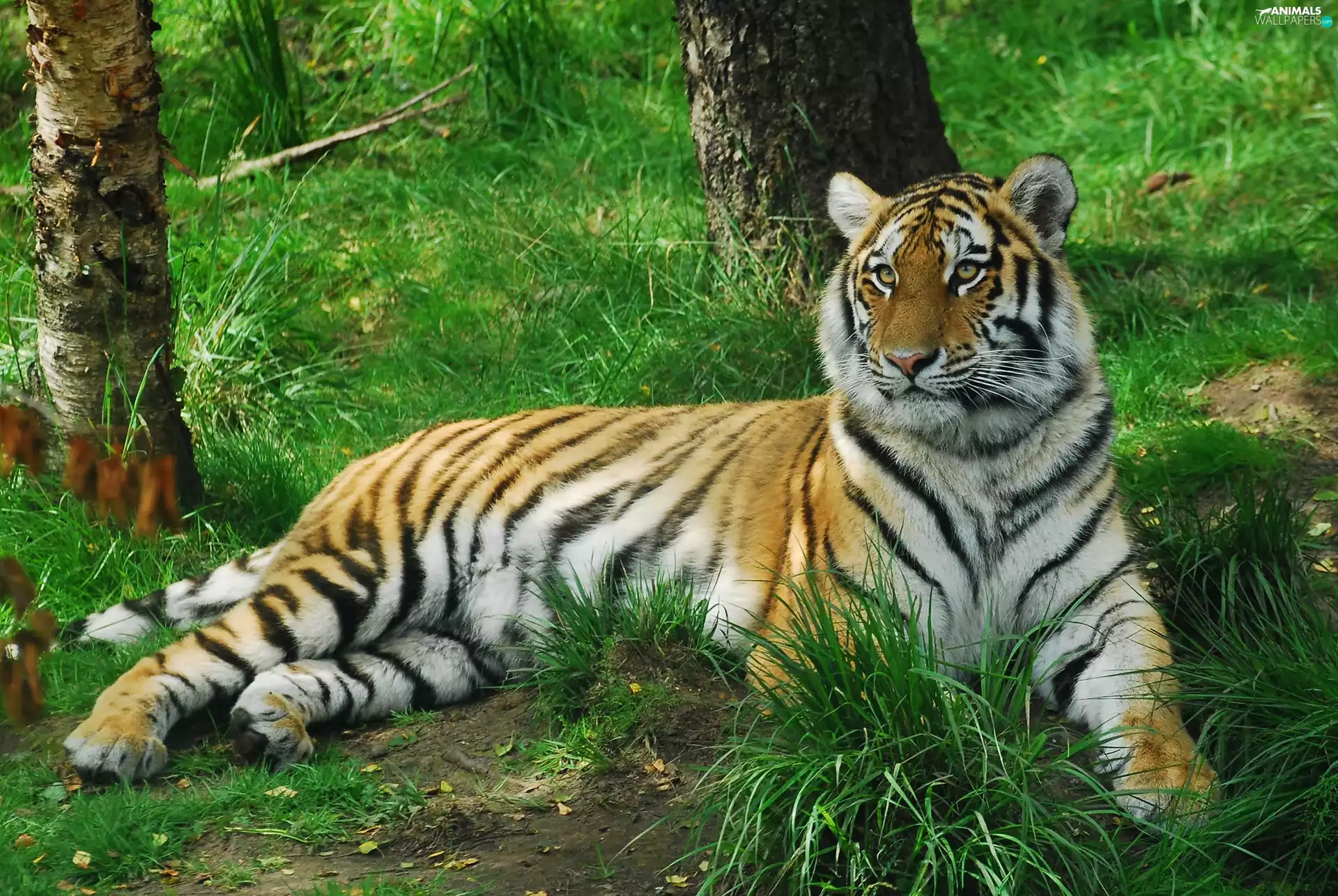 grass, tiger, forest