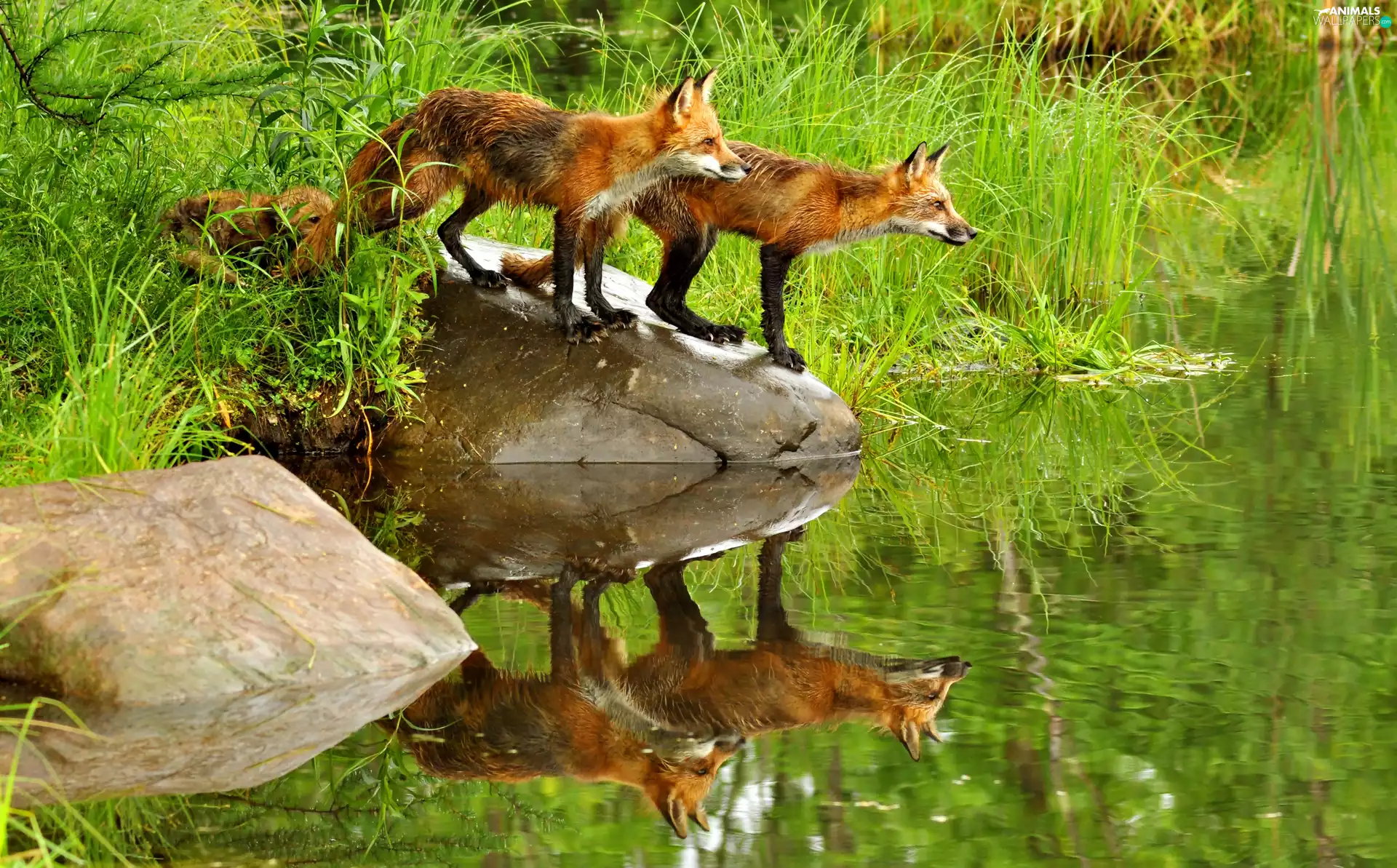 Pond - car, fox, grass, Stones, water, lake