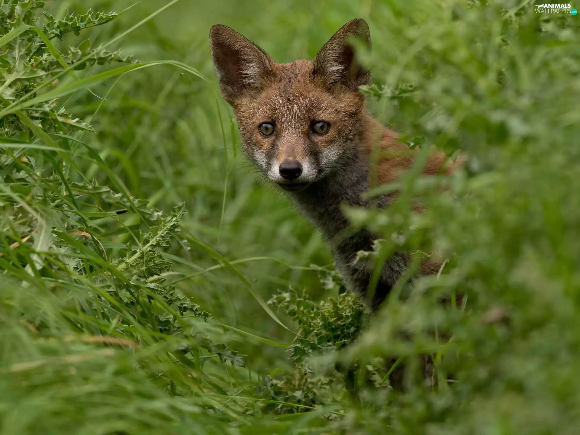 grass, Followers, Fox