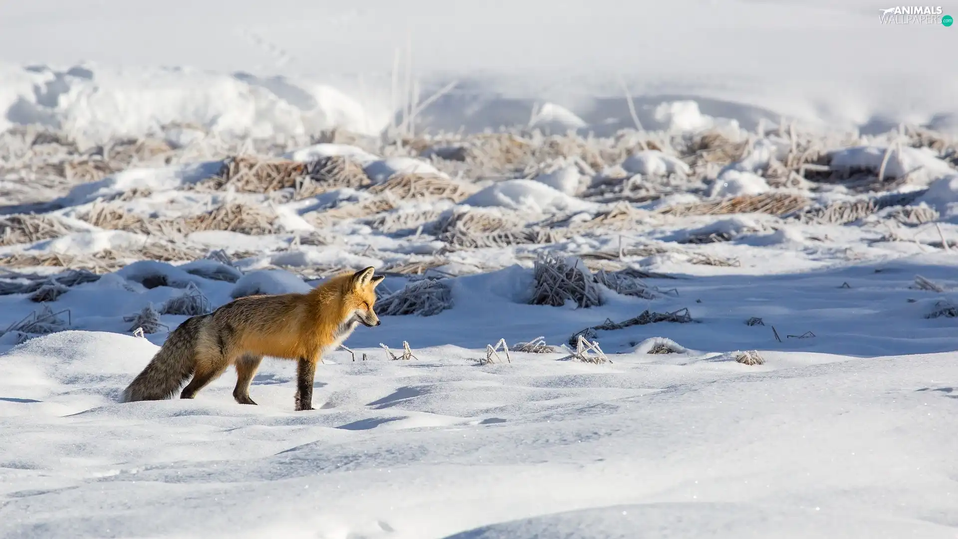 snow, grass, Fox, winter, ginger