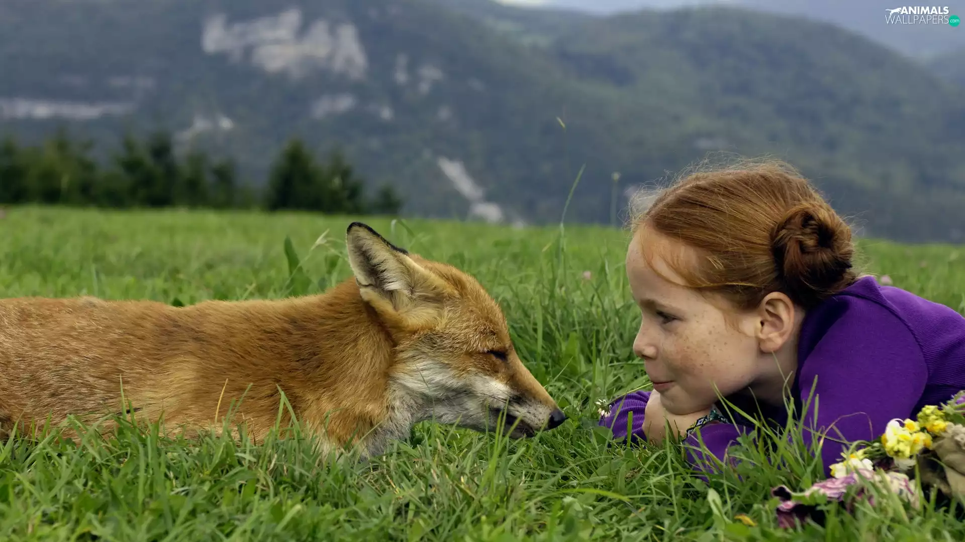 grass, girl, fox