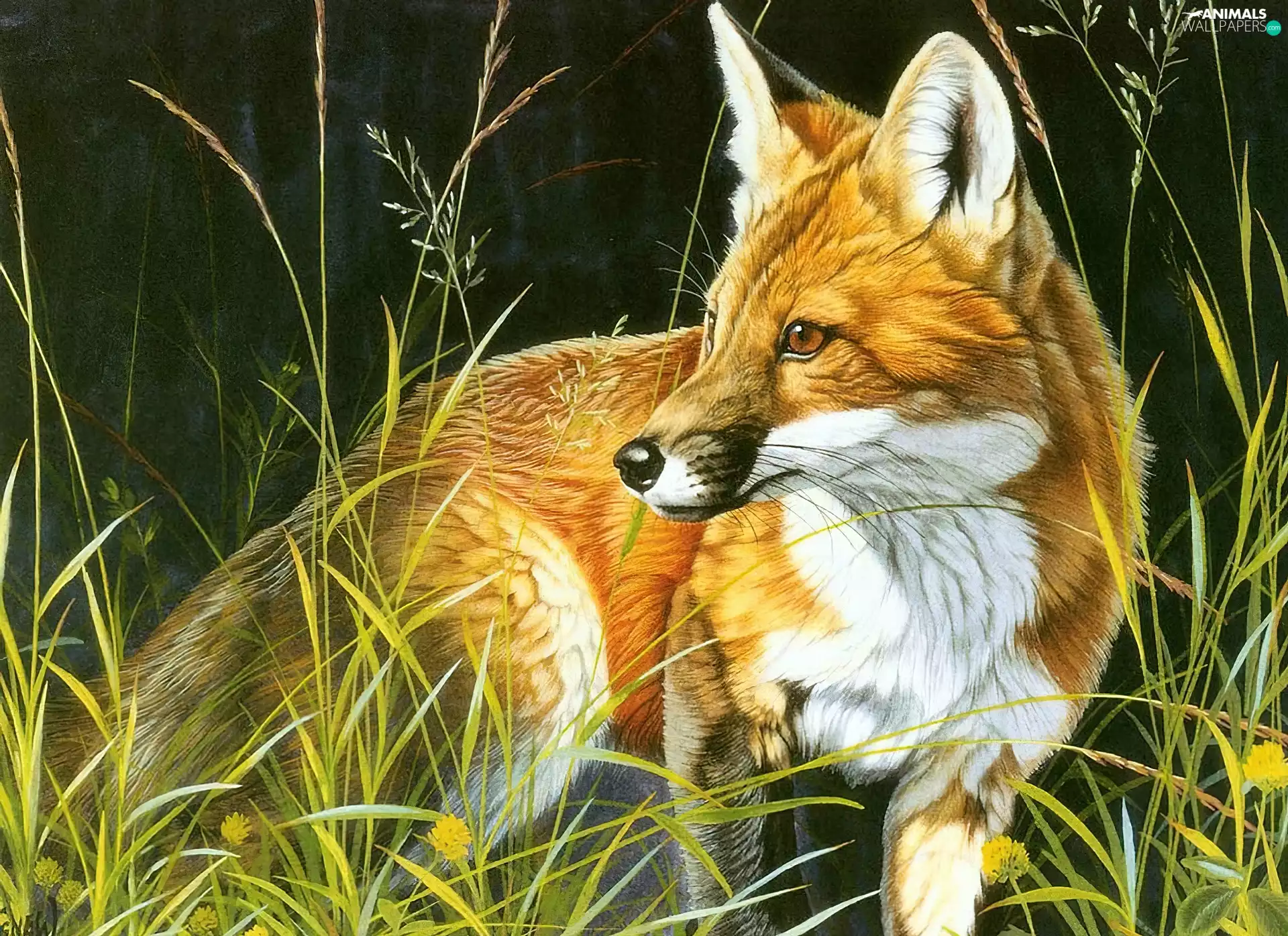 grass, hunting, Fox