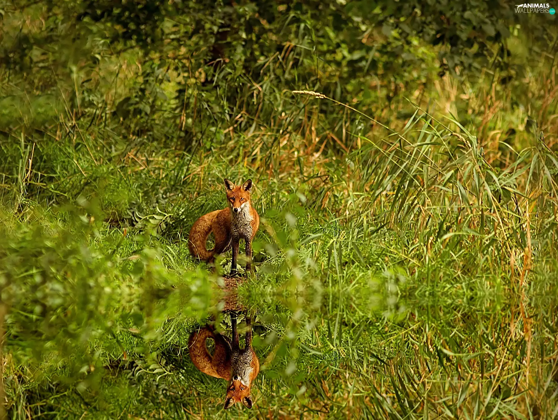 Fox, water, reflection, grass