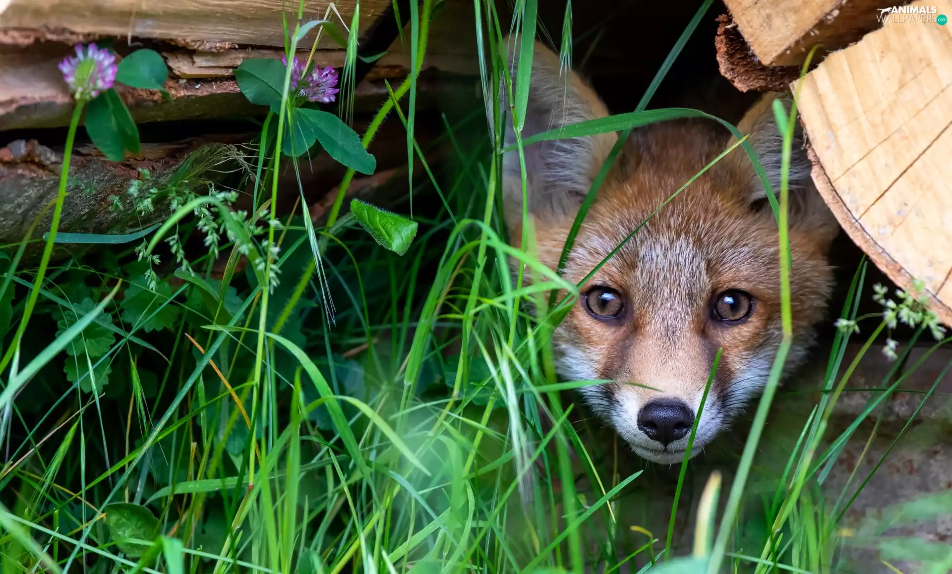 trees, grass, Fox, hide, young