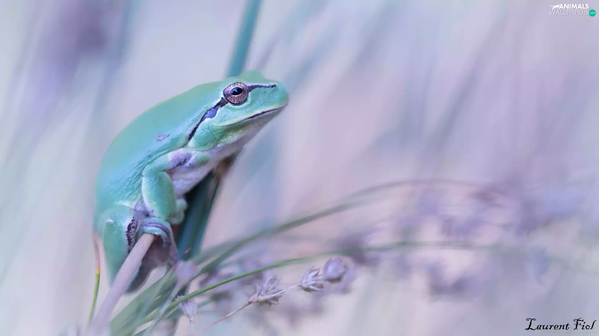 Green, Tree Frog, grass, strange frog