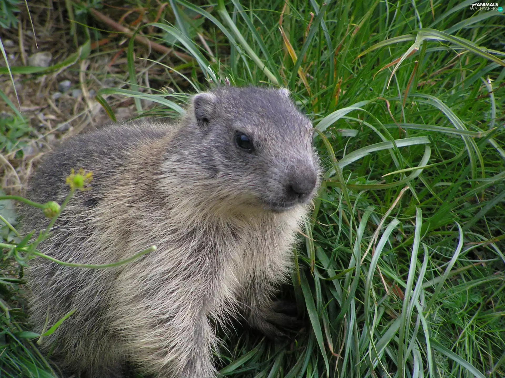 grass, Marmot, Fur