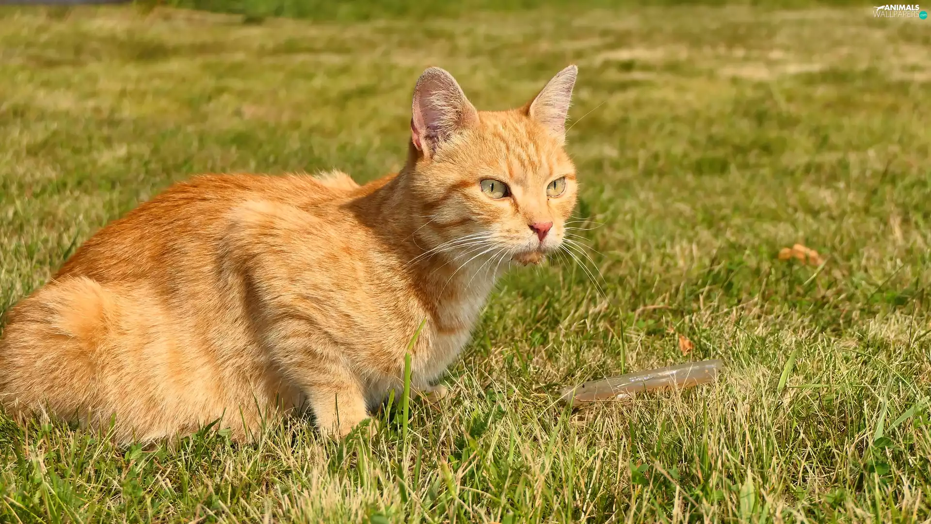 grass, cat, ginger