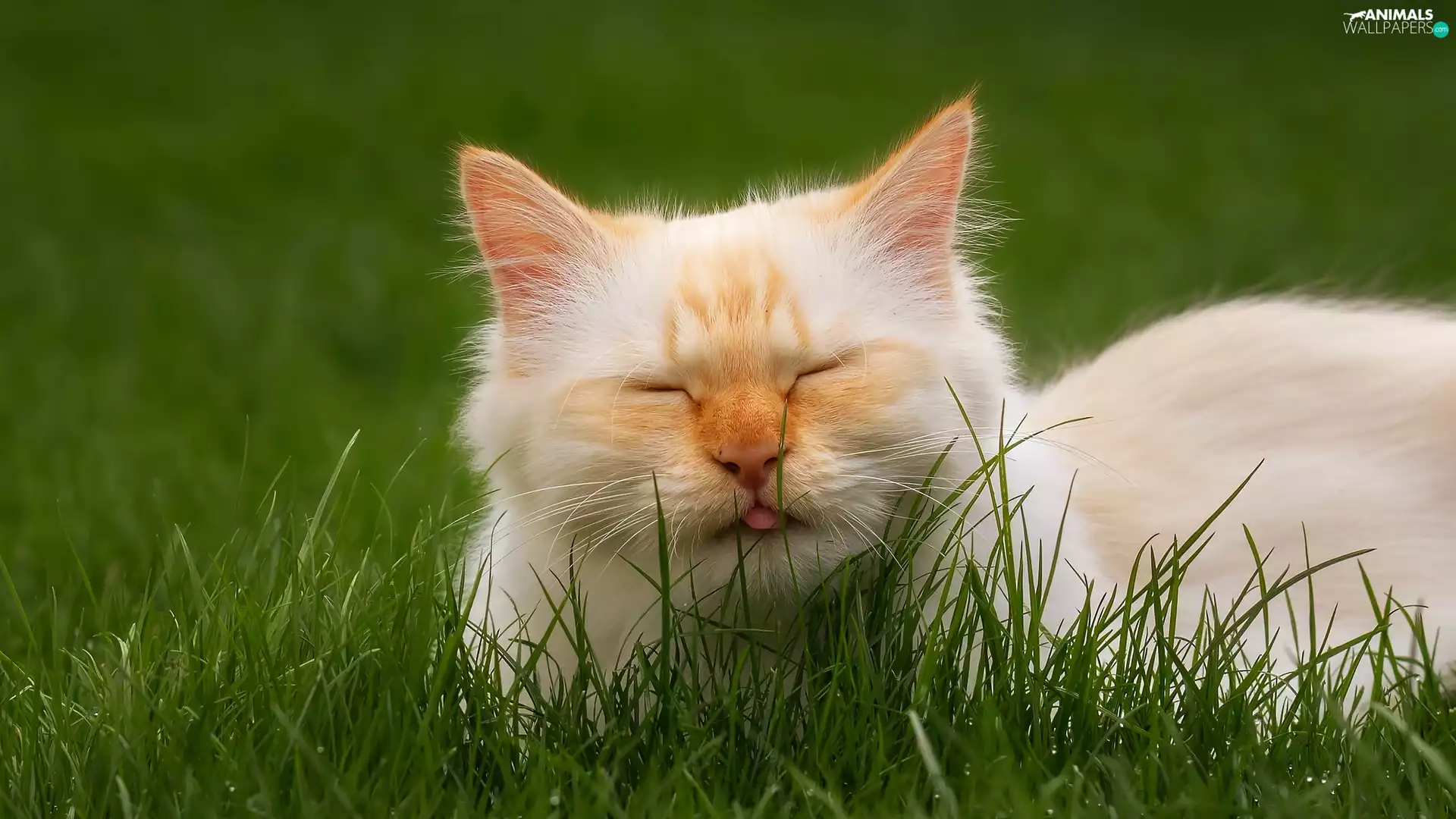 Tounge, grass, ginger, cat, sleepy