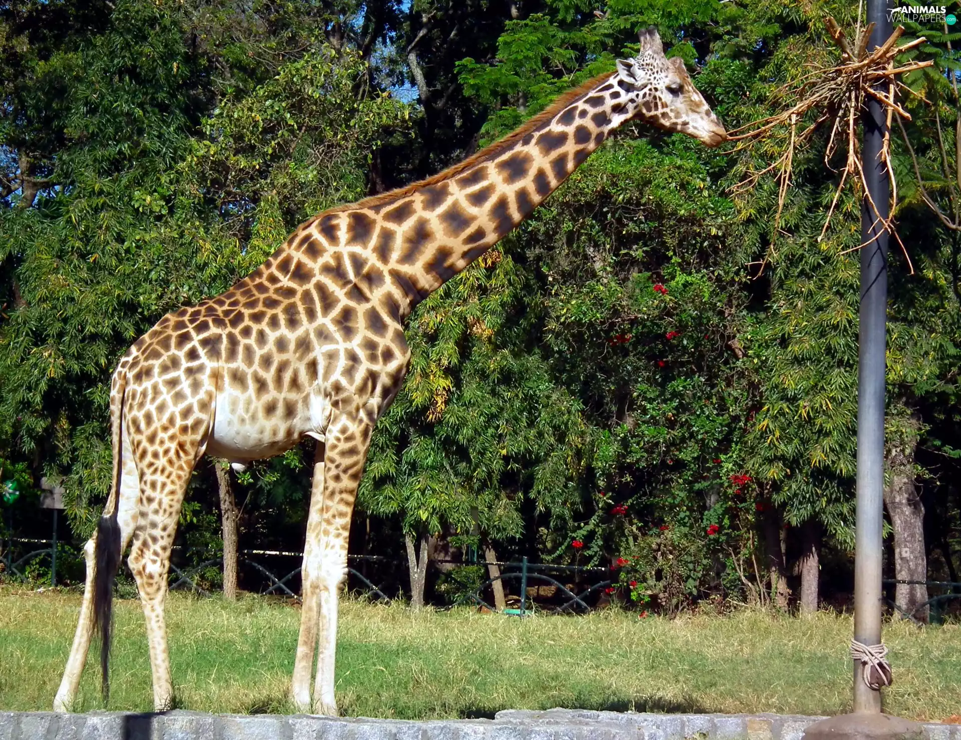 giraffe, trees, viewes, grass