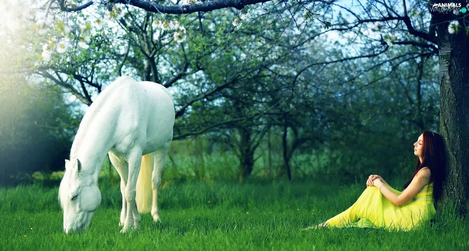 viewes, grass, girl, trees, Horse