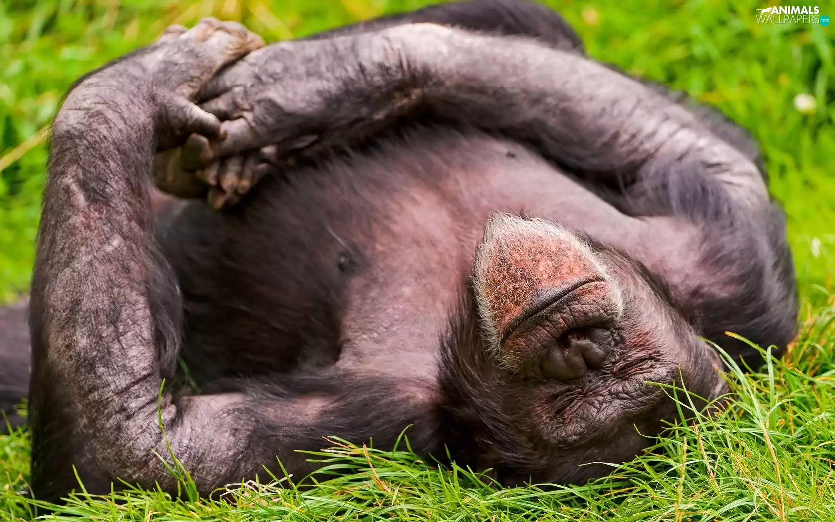 grass, sleepy, gorilla