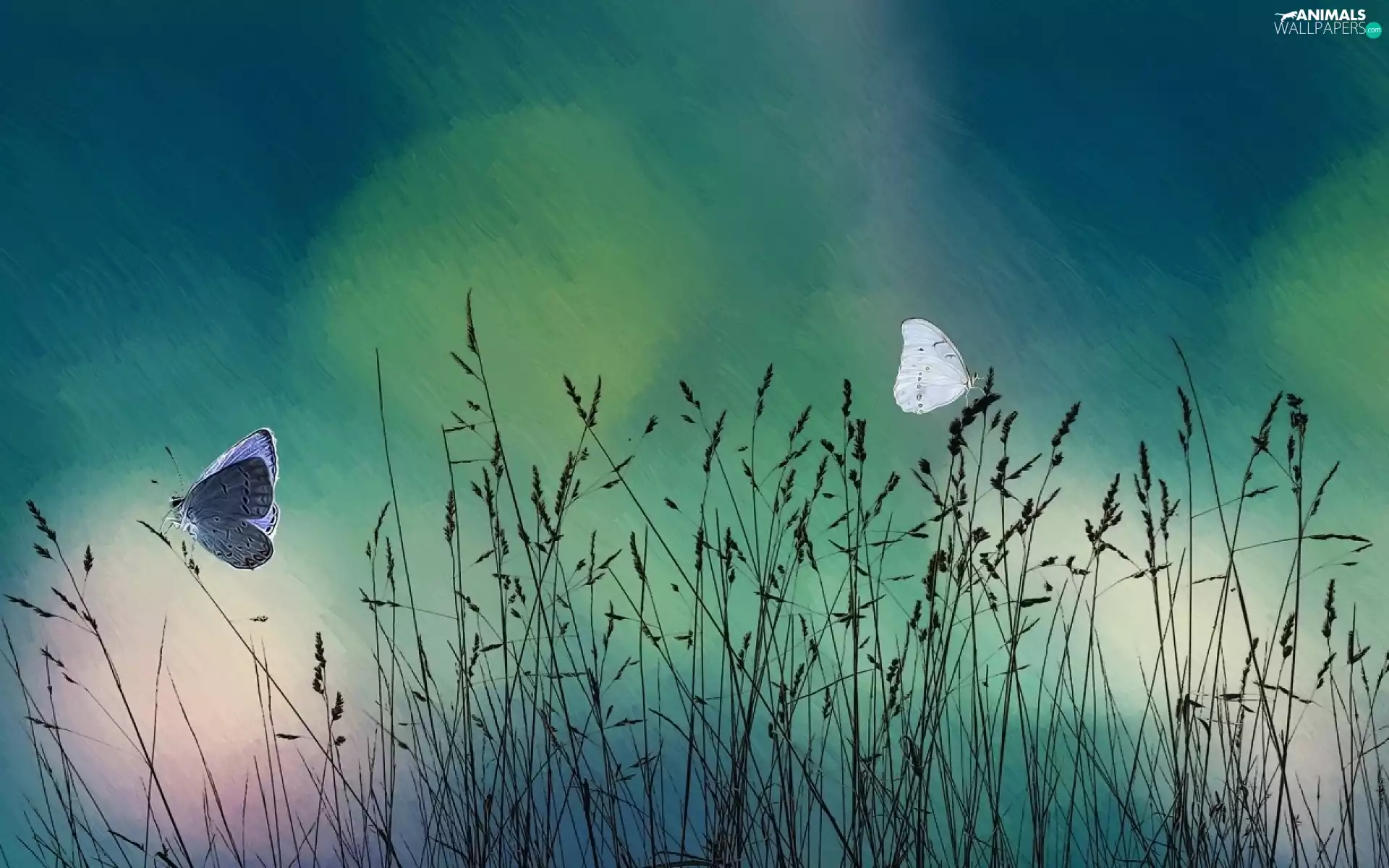 graphics, butterflies, butterfly, grass