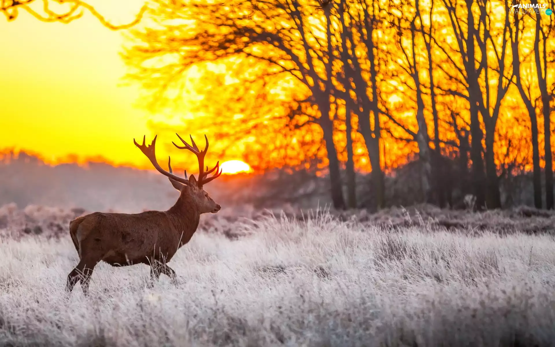 forest, deer, frosted, grass, Sunrise, grass