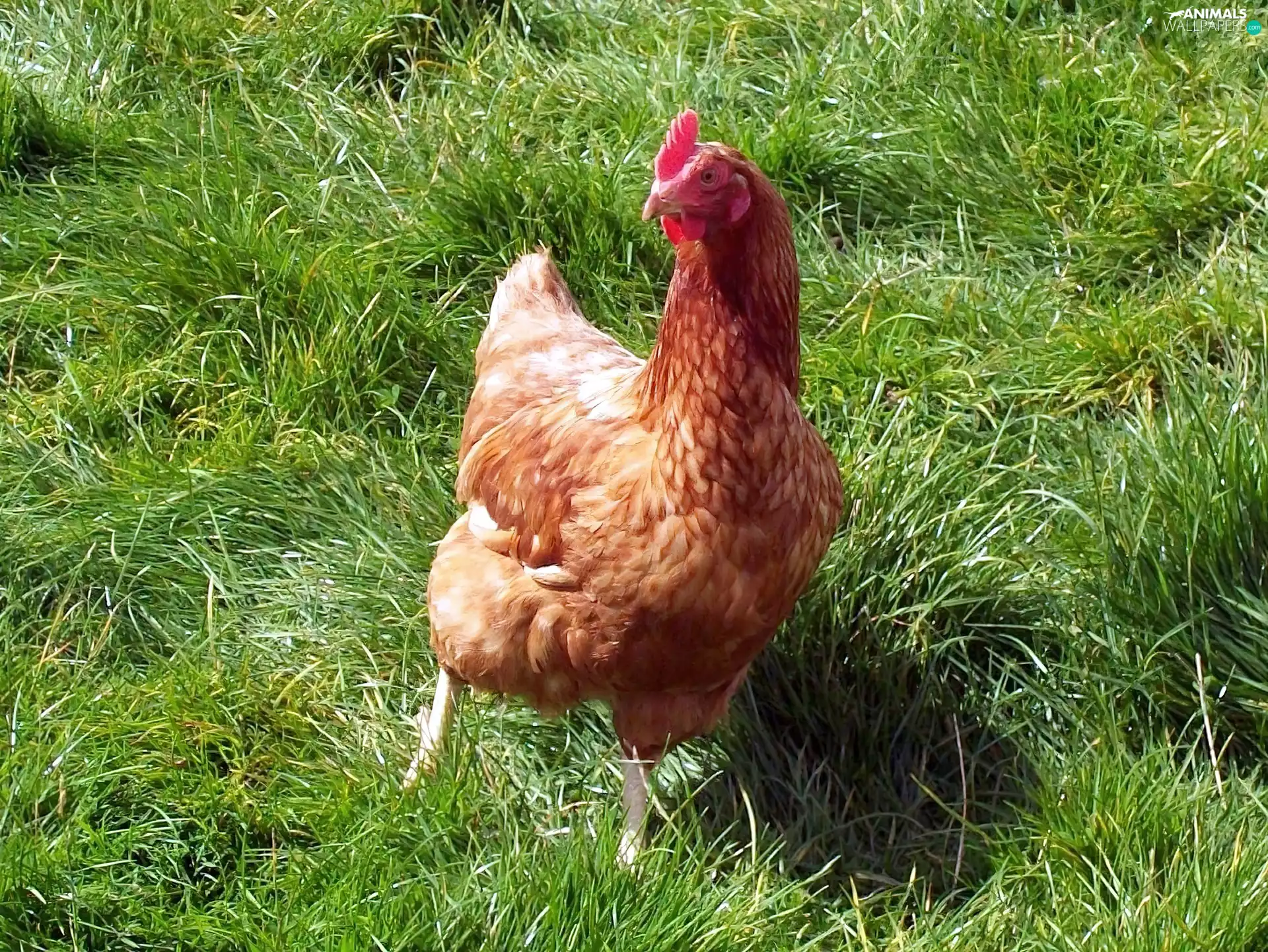 grass, chicken, Green