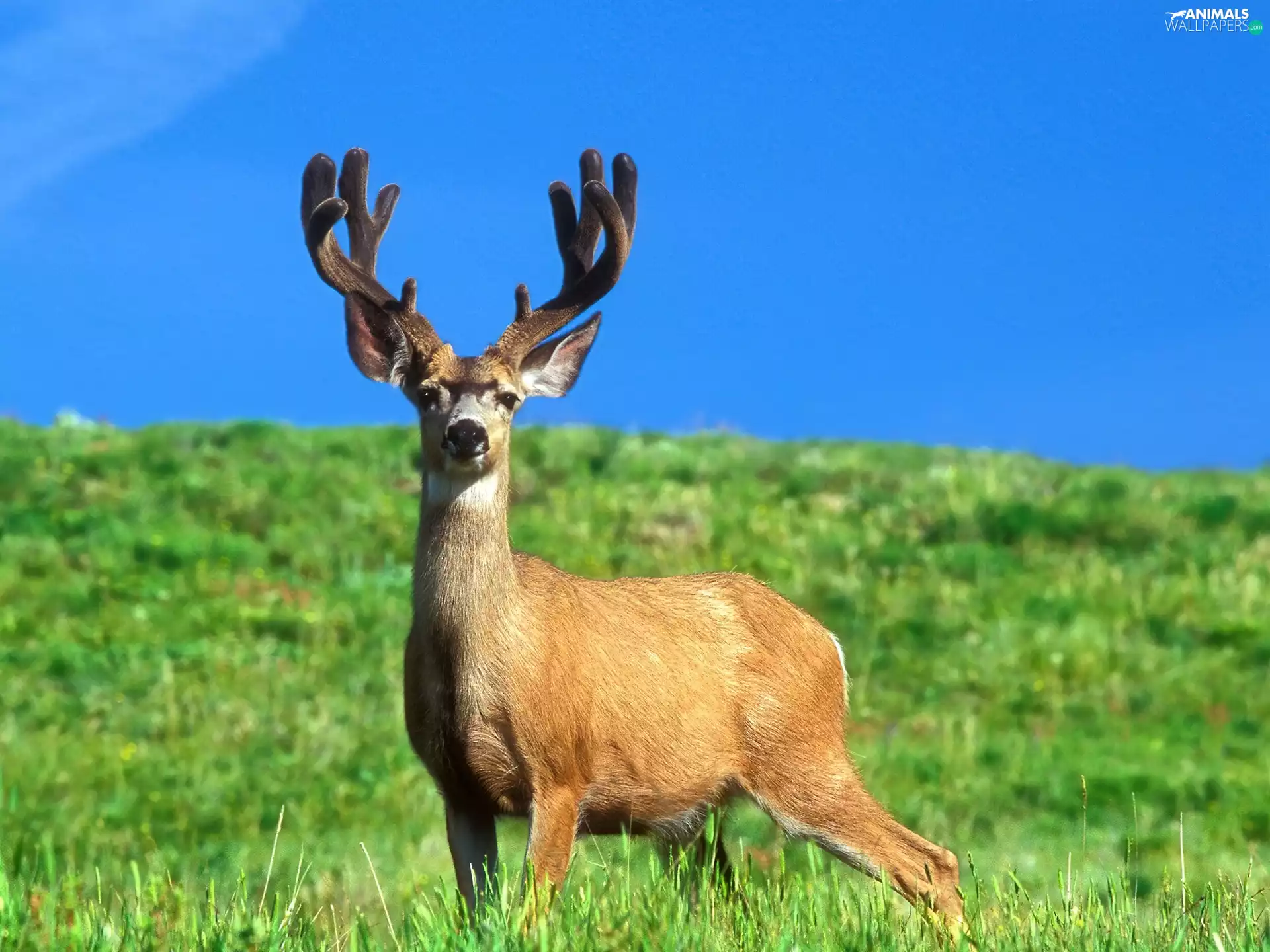 grass, deer, Green