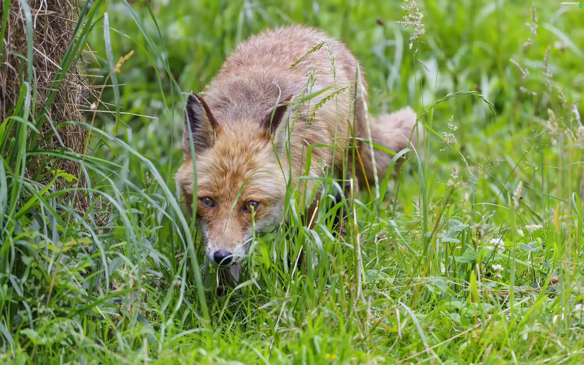 grass, Fox, Green