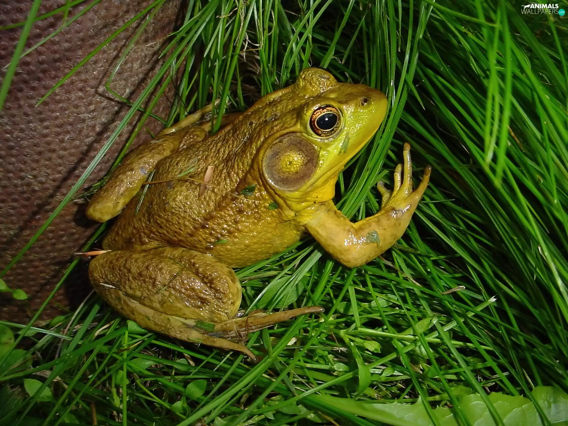 grass, frog, Green