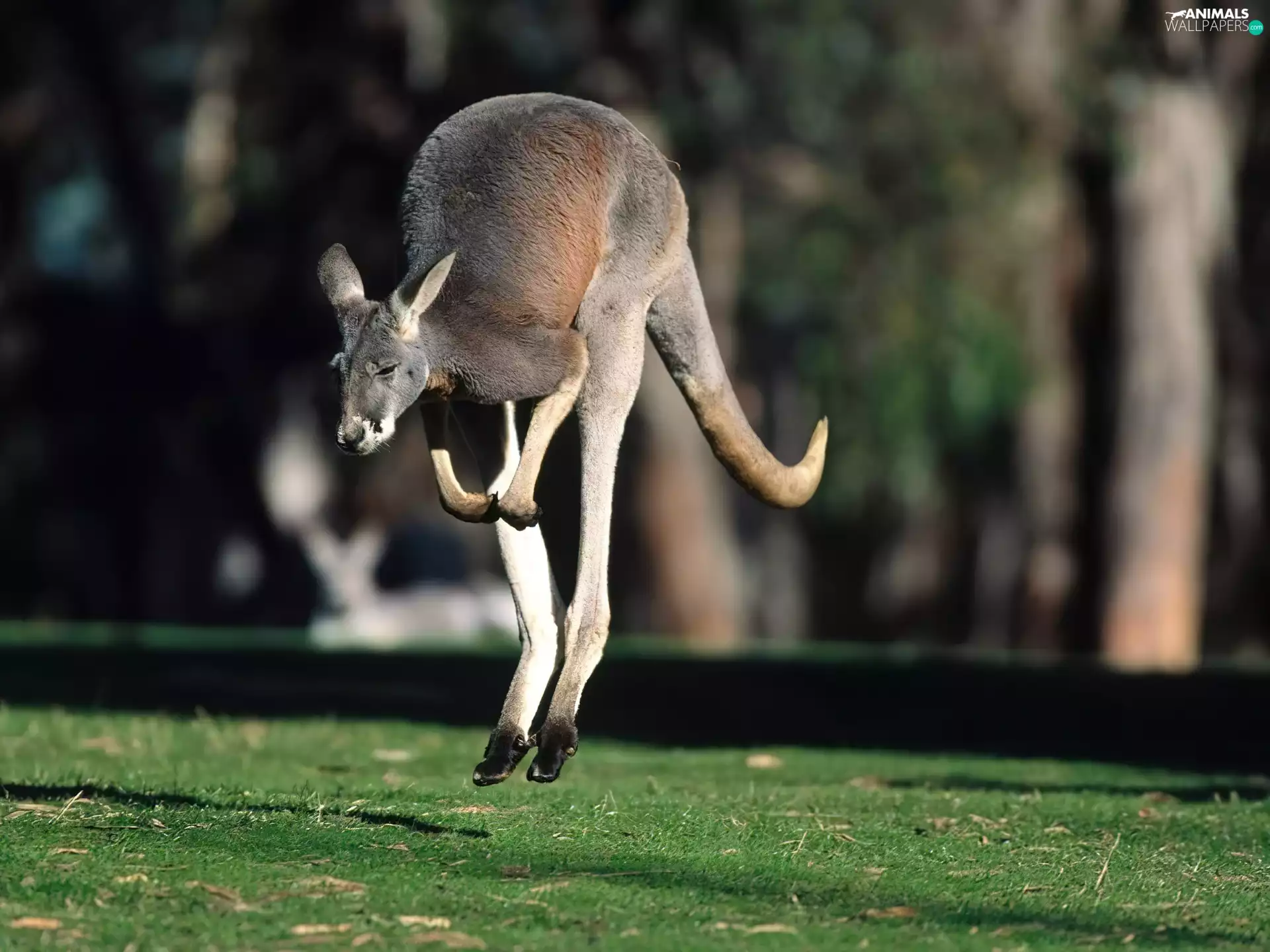 grass, kangaroo, Green