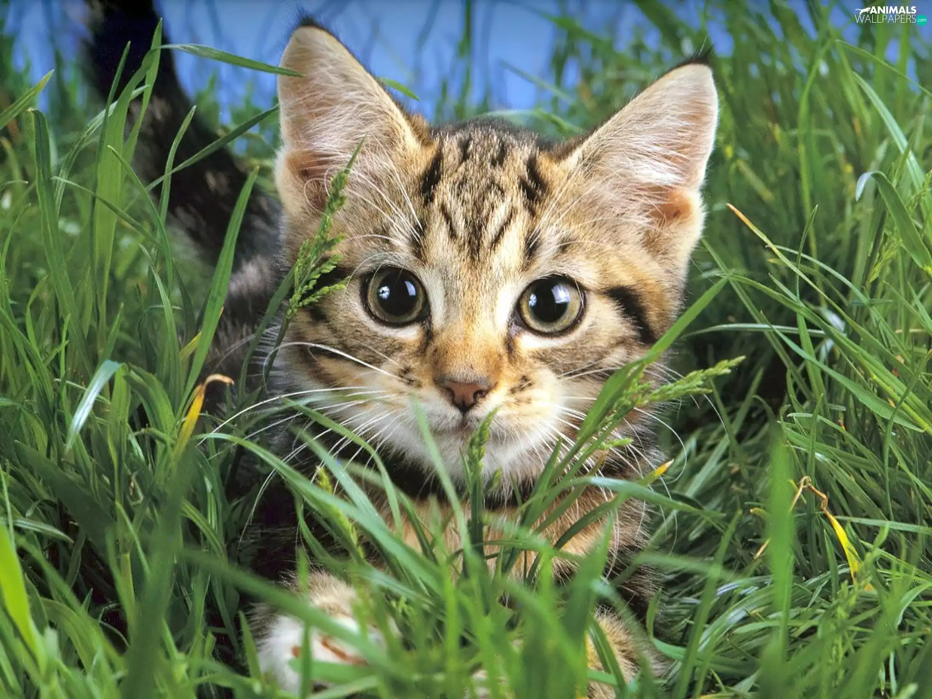 grass, kitten, Green