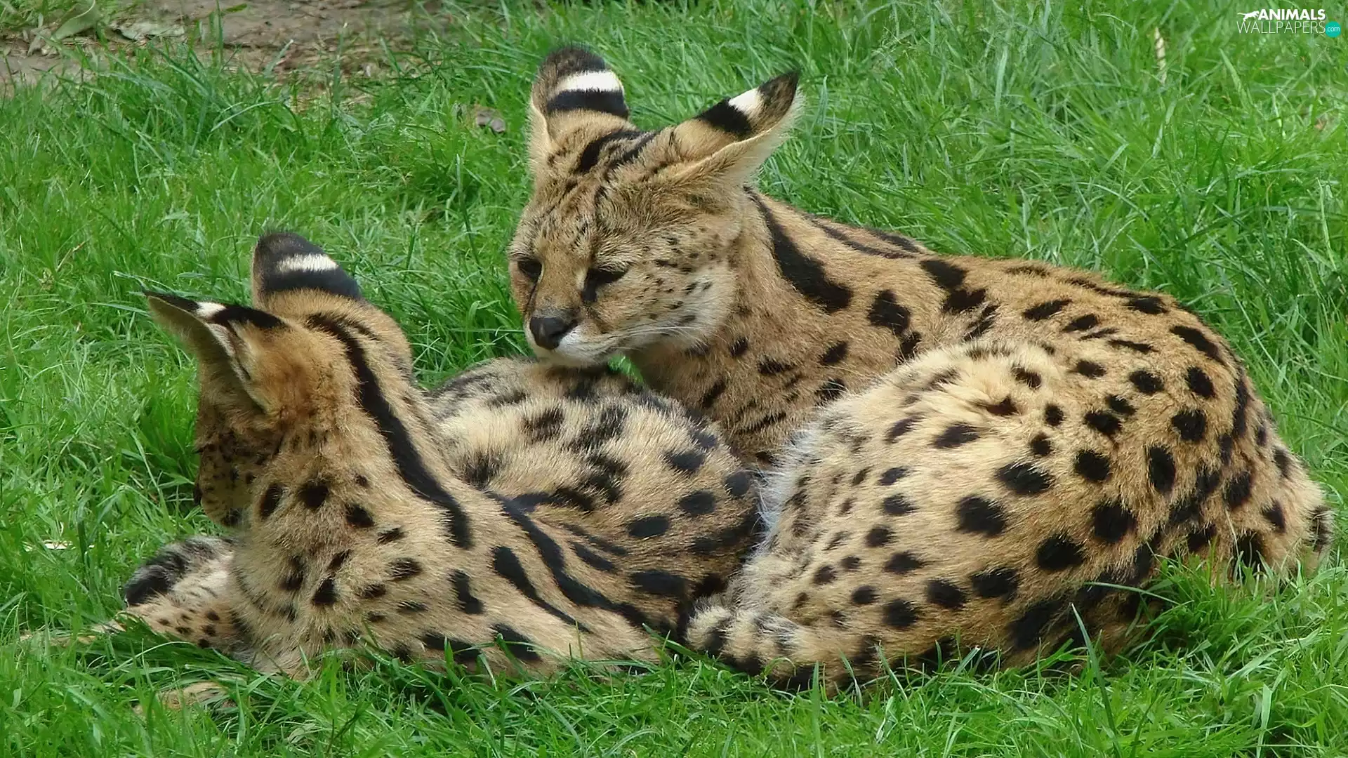 grass, Serval, Green