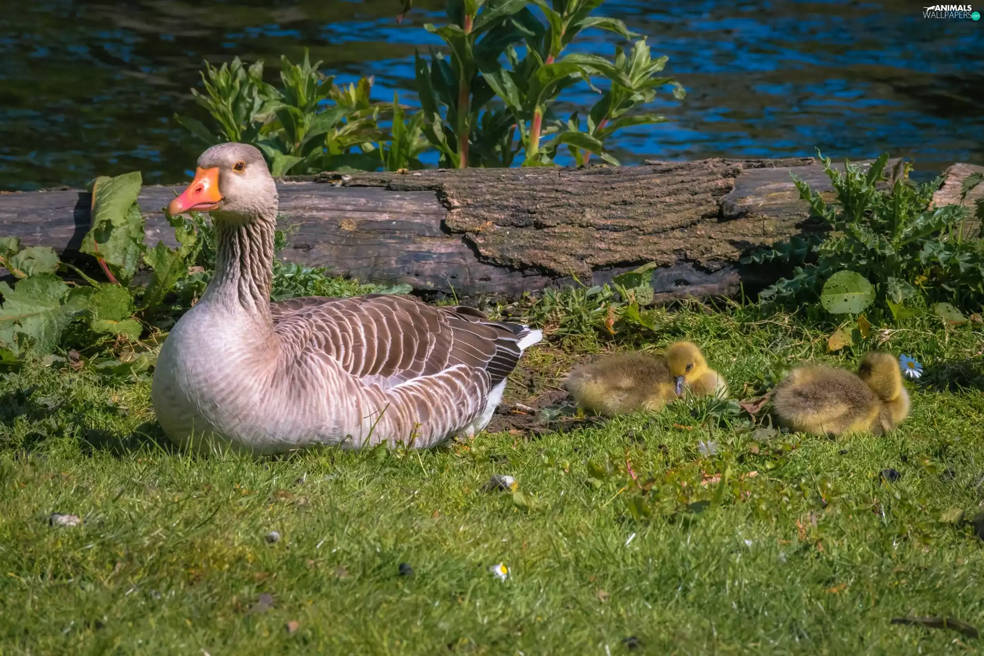 geese, grass, greylag, young, goose