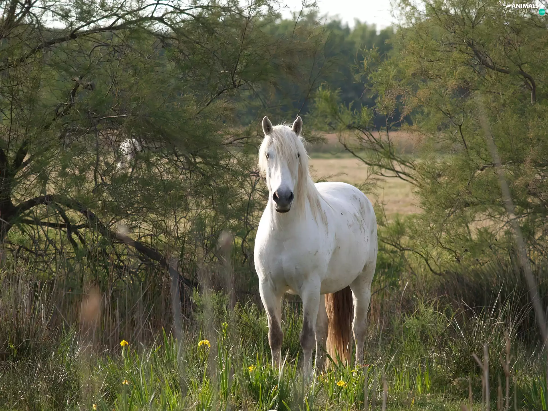 viewes, grass, grizzle, trees, Horse