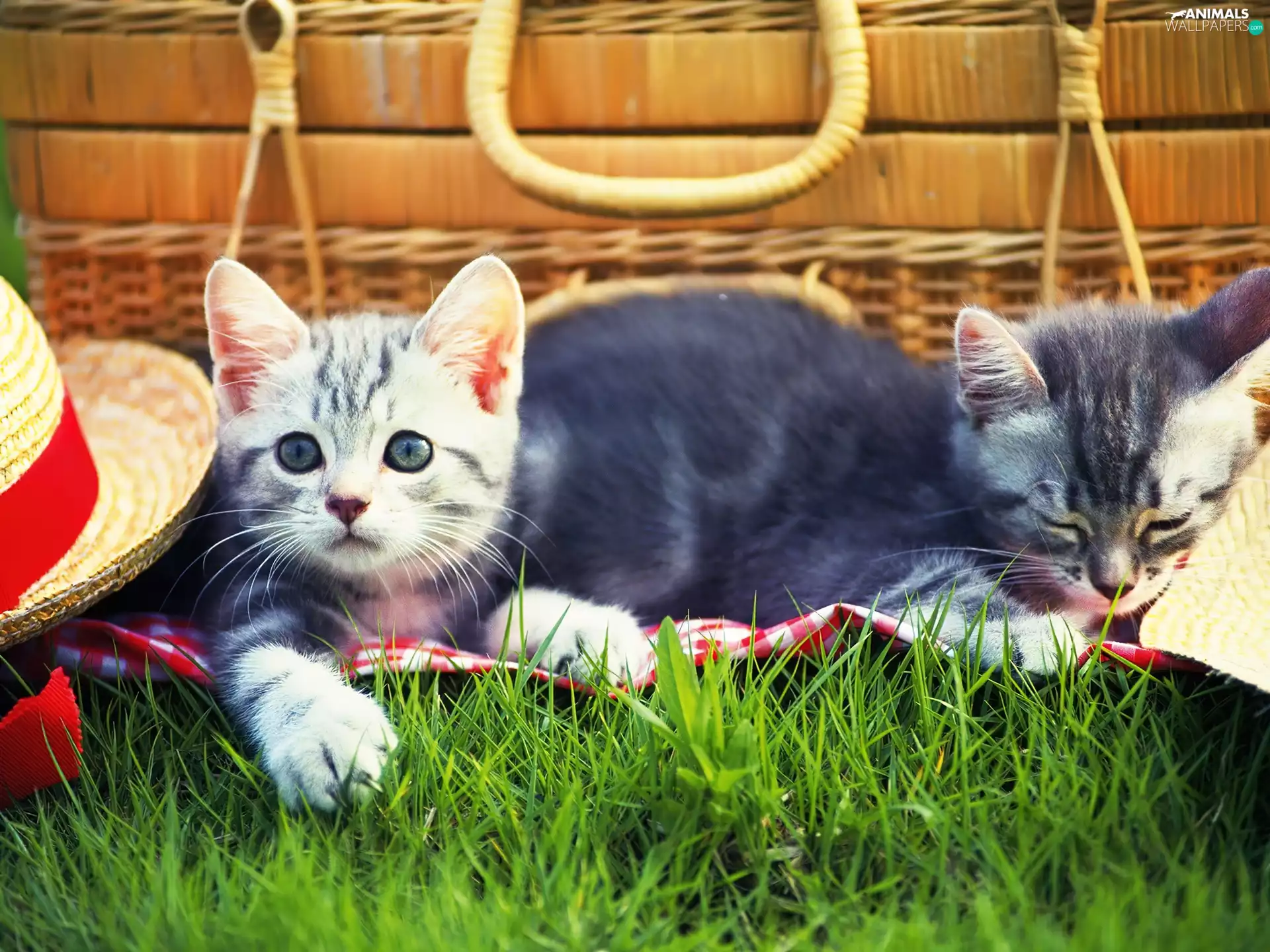 picnic, grass, Hat, basket, cats