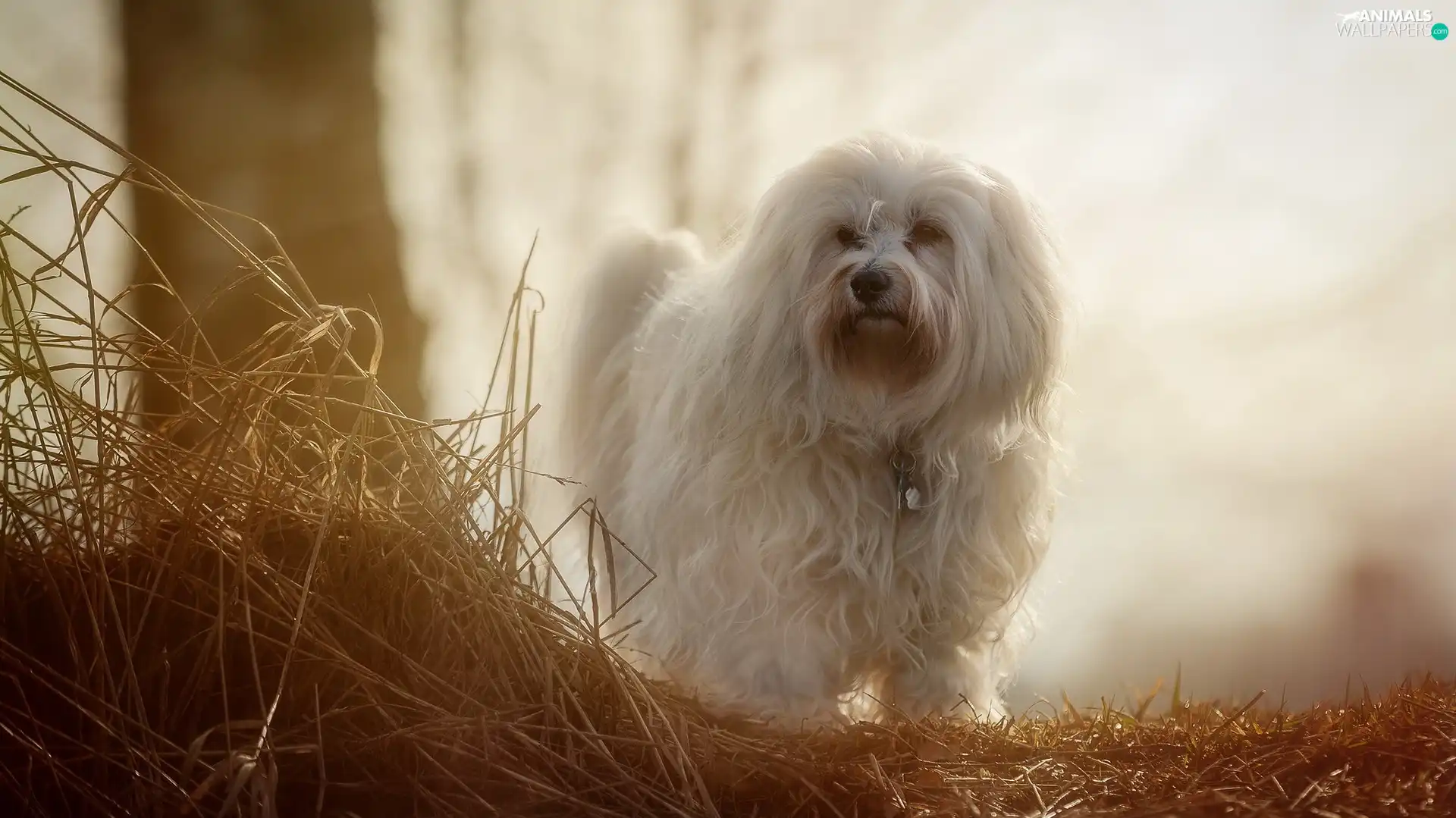 Havanese, grass