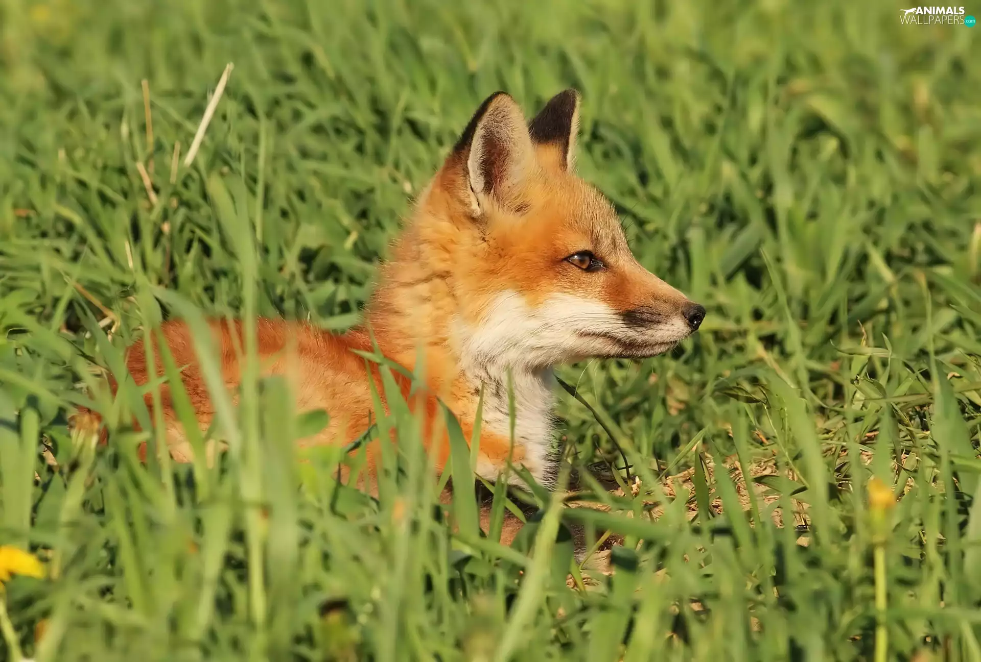 grass, Fox, head
