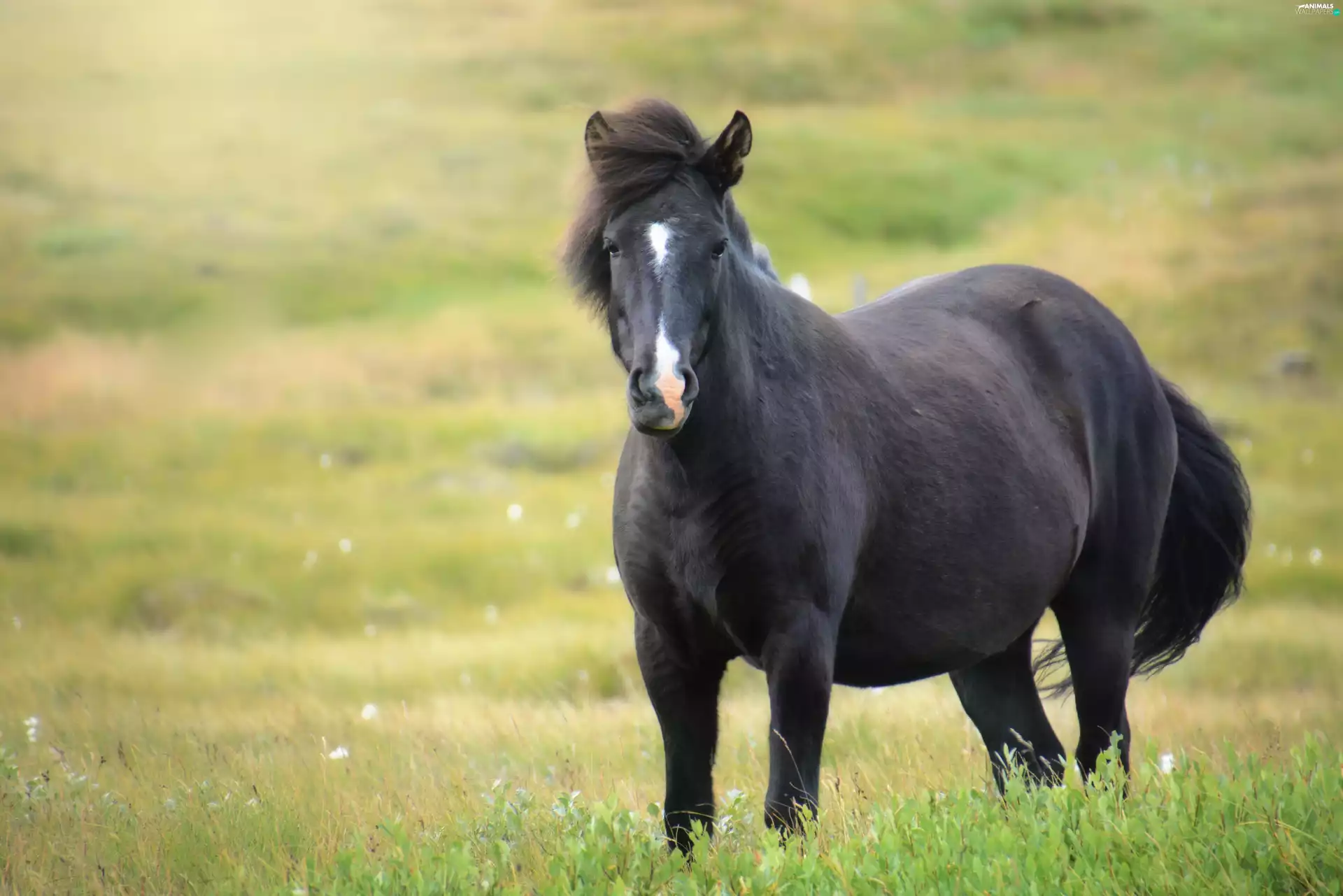 grass, Black, Horse