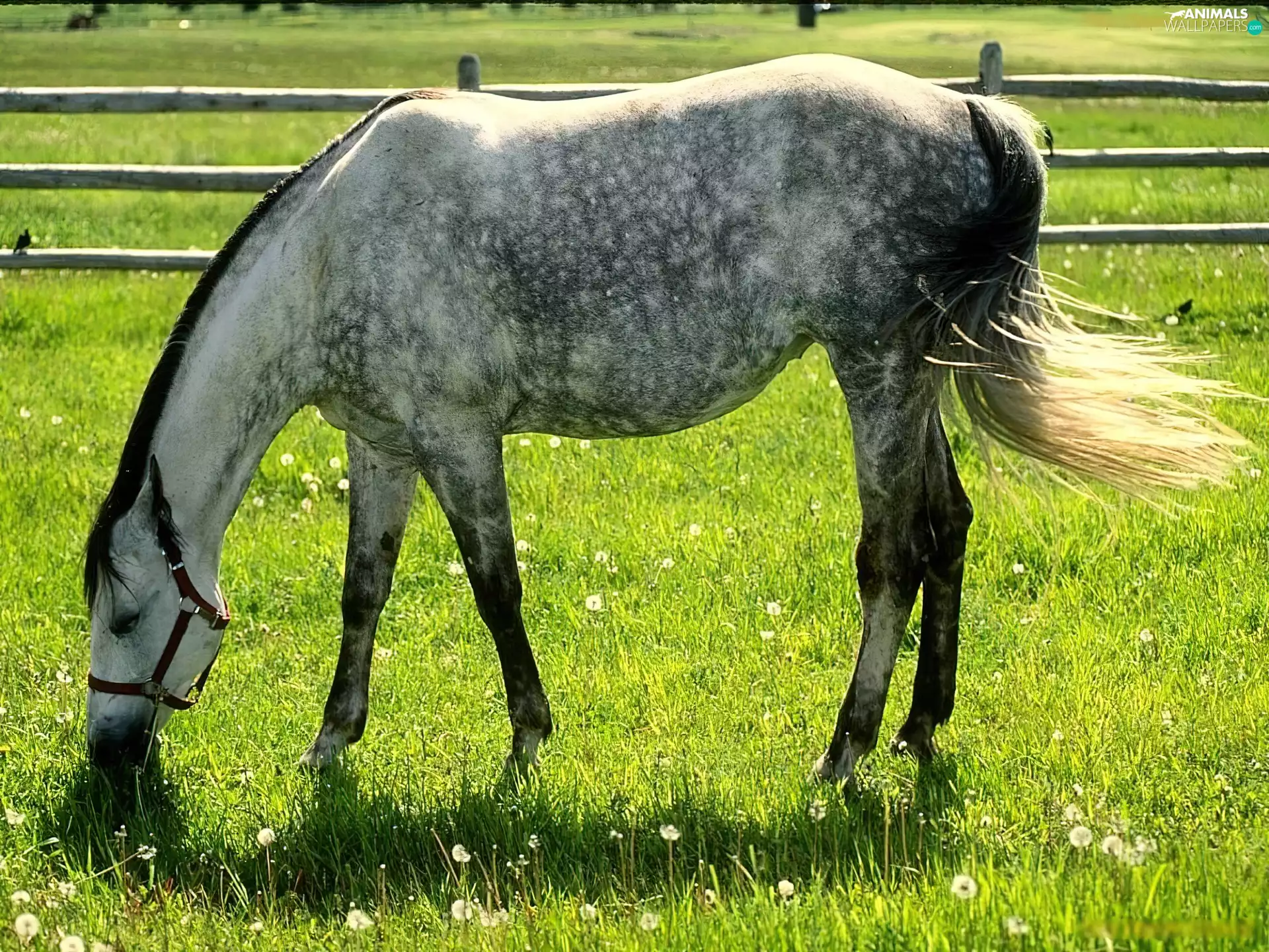 Horse, bridle, Meadow, grass
