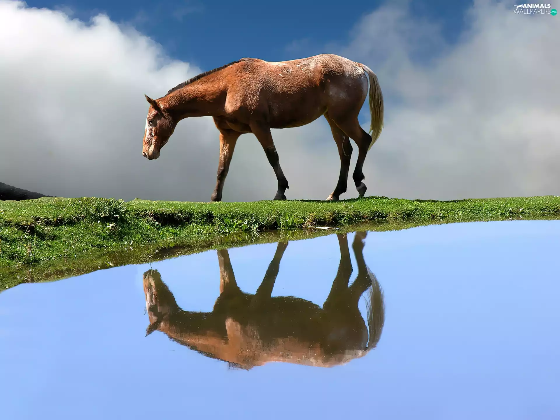 Horse, water, reflection, grass