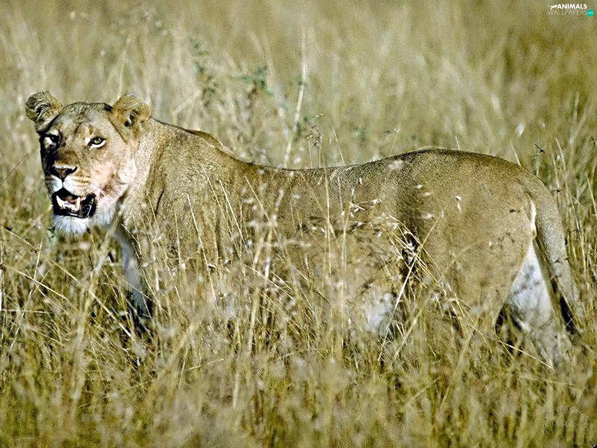 grass, Lioness, hunting