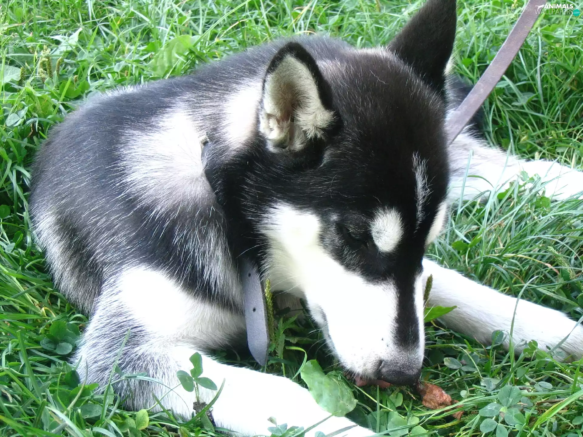 grass, dog, Husky