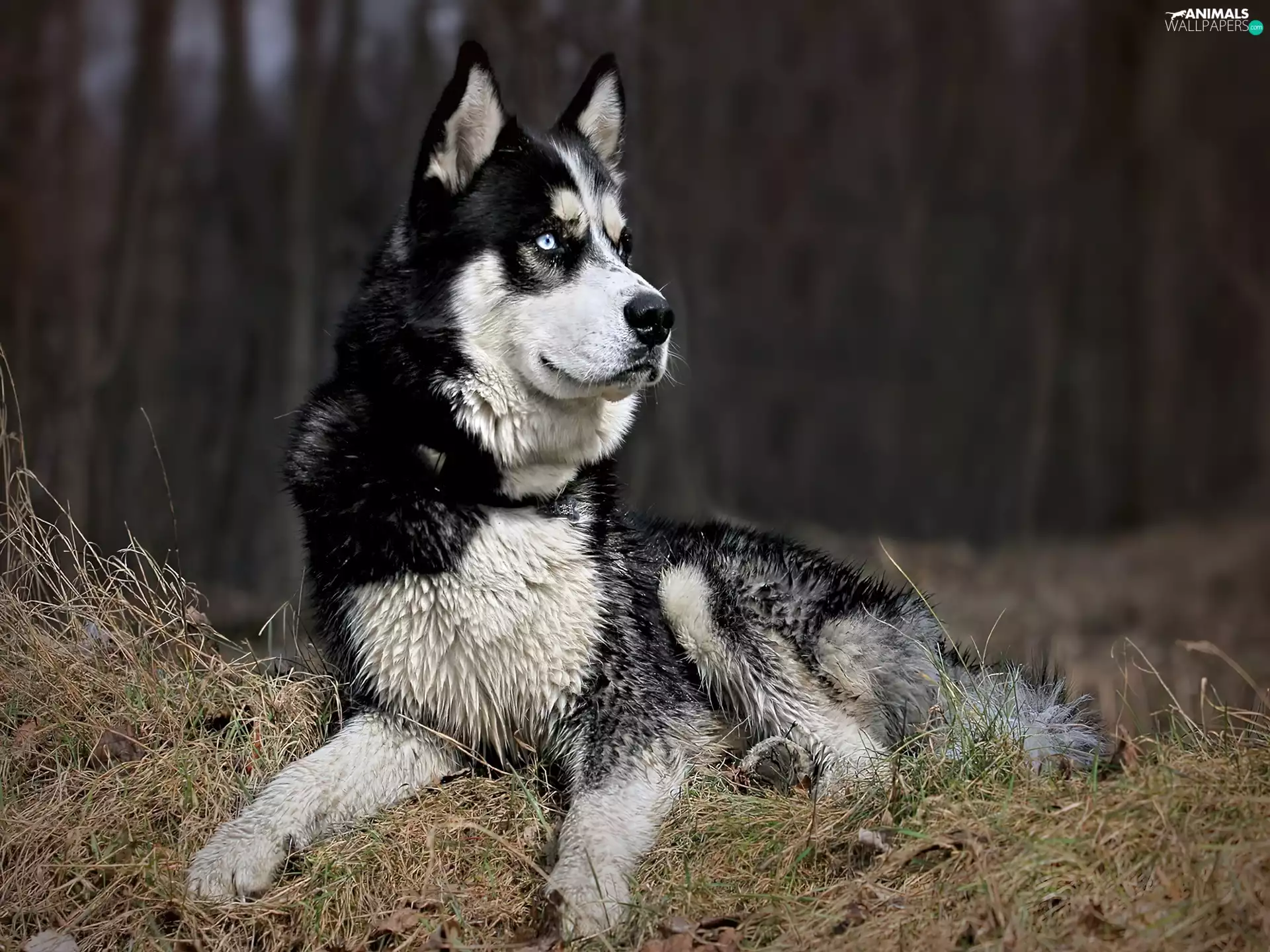 grass, vigilant, Husky