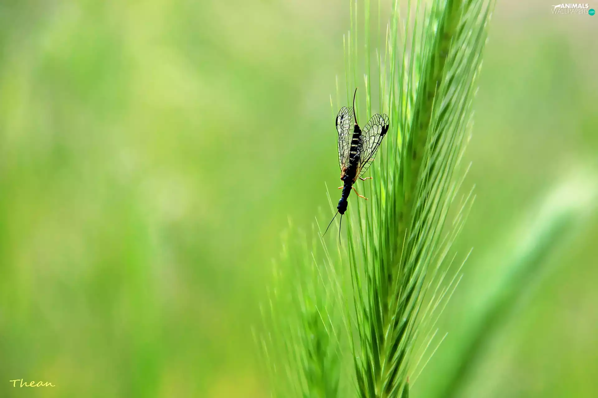 grass, Insect