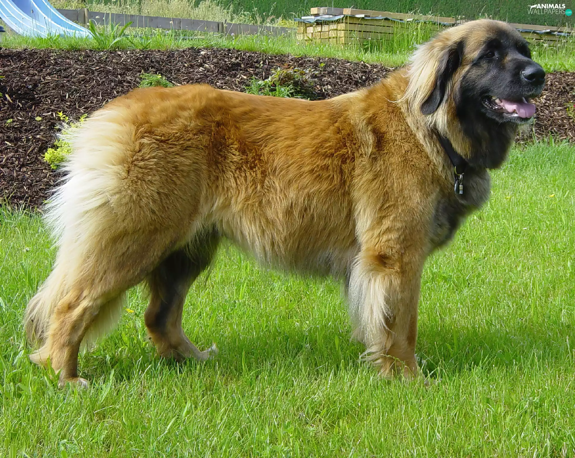 grass, Leonberger, juicy