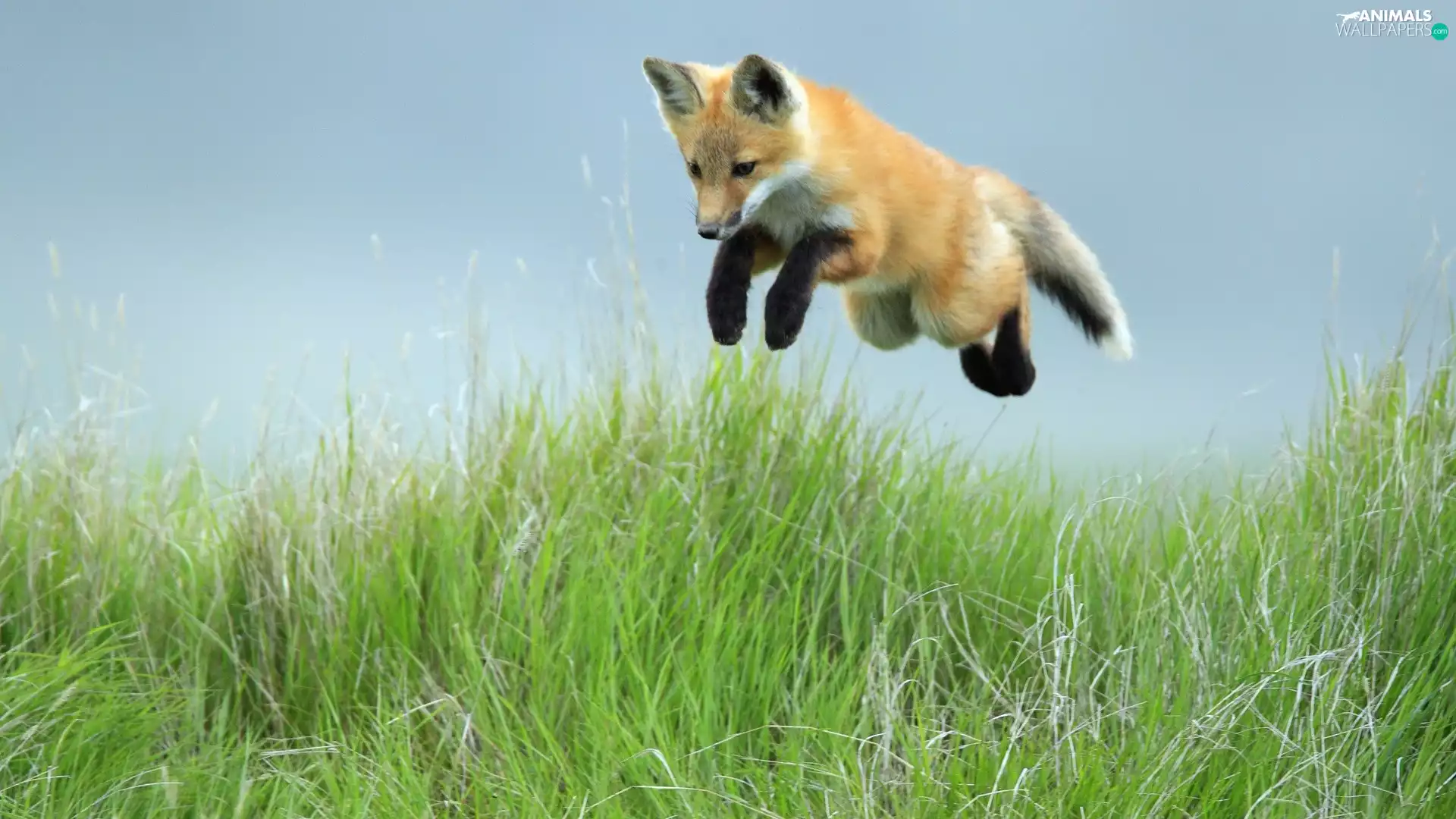 grass, Fox, jump